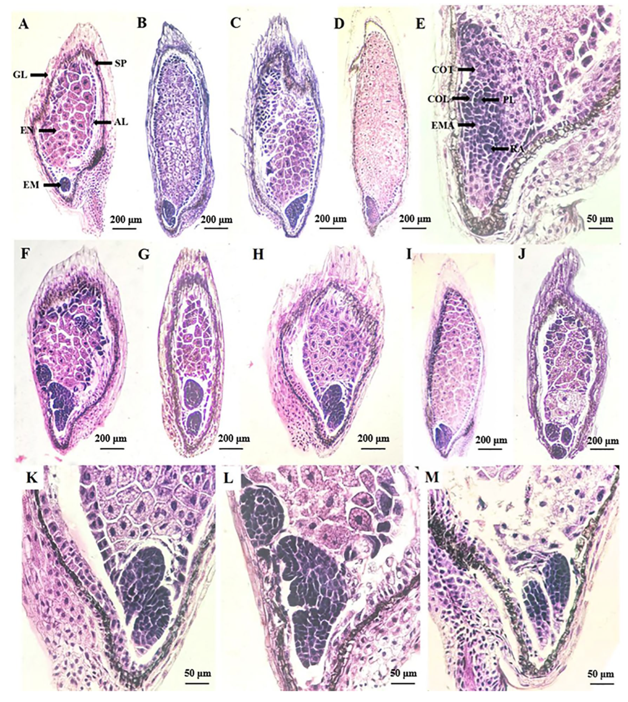 Agronomy 13 01569 g007 Agronomy 13 01569 g007