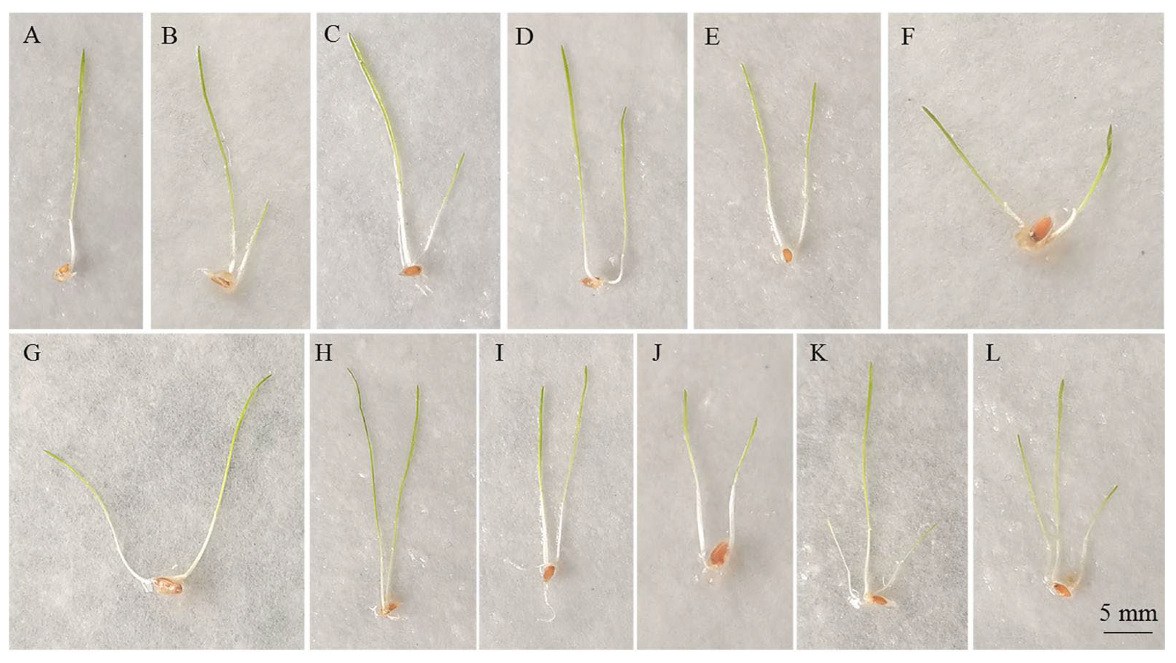 Agronomy 13 01569 g008 Agronomy 13 01569 g008