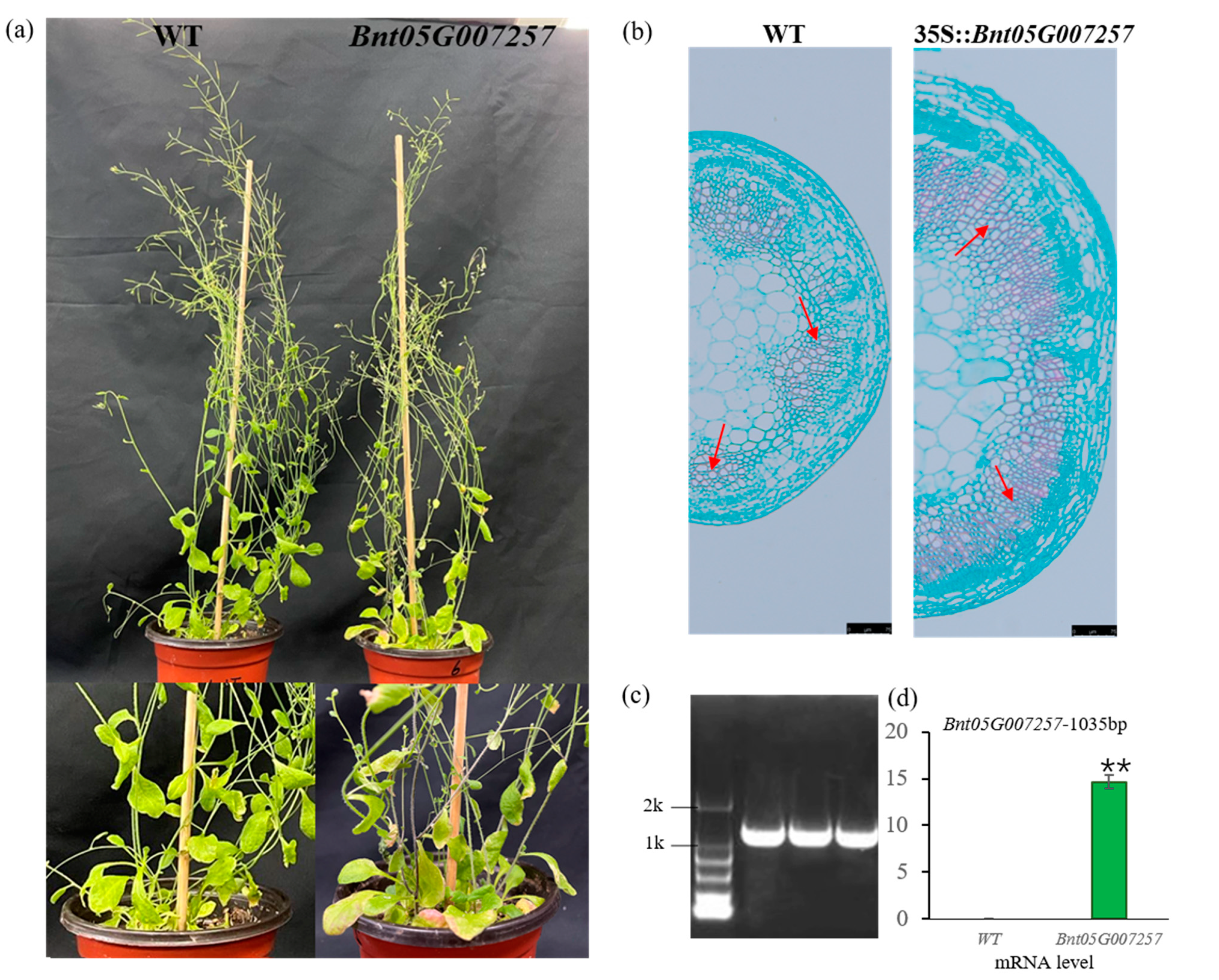 Agronomy 13 01575 g004