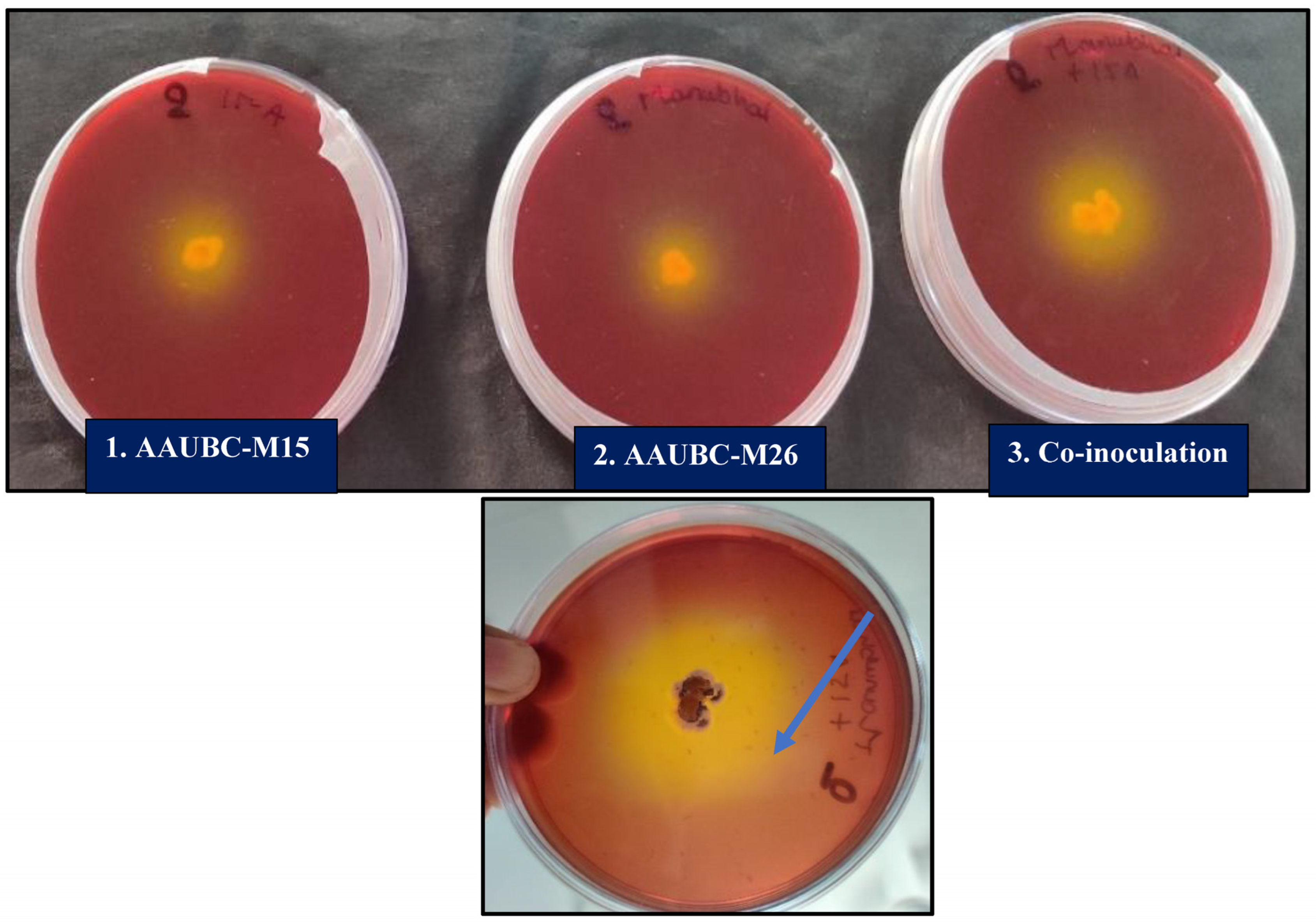 Agronomy 13 01577 g006
