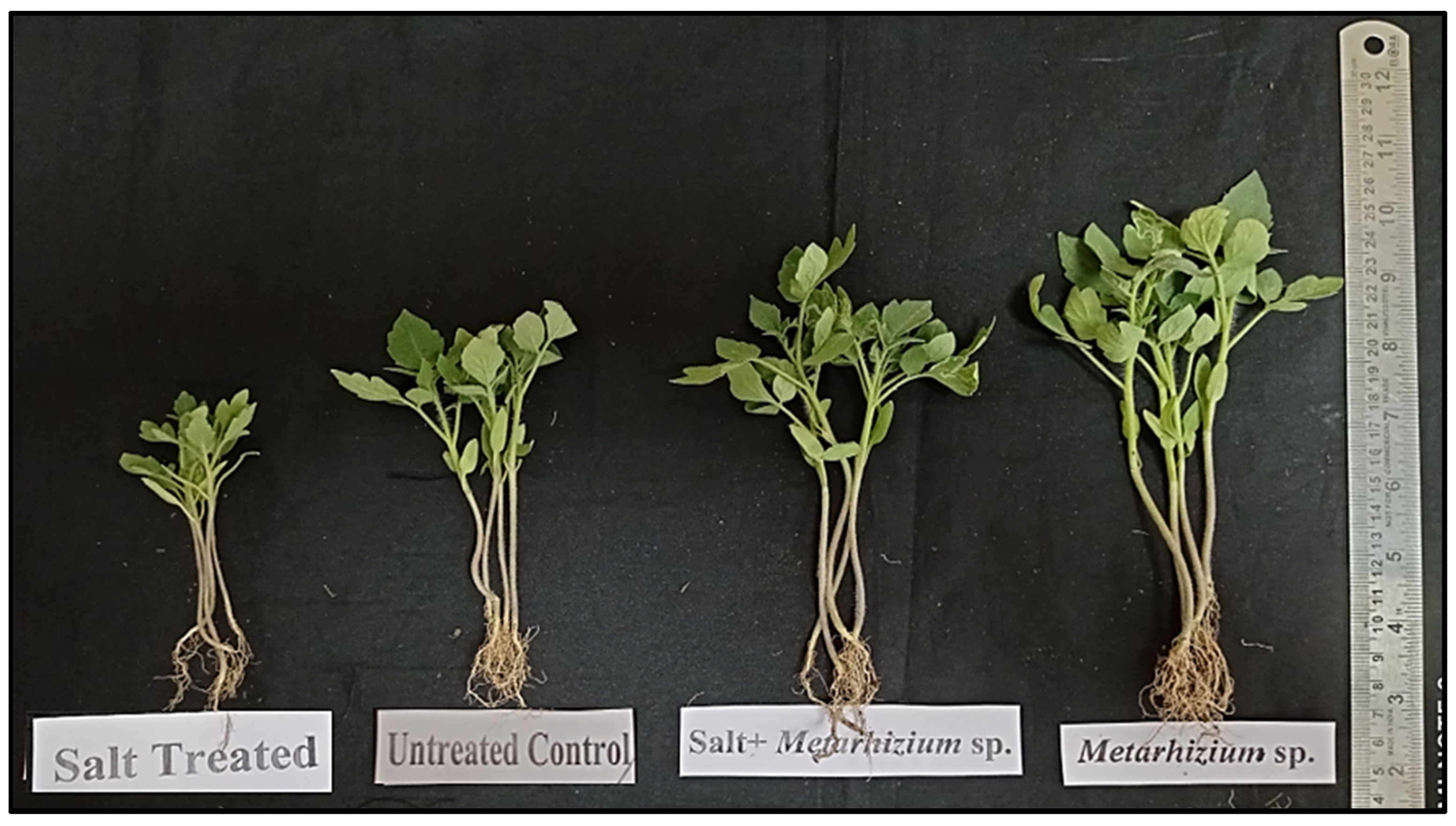 Agronomy 13 01577 g008