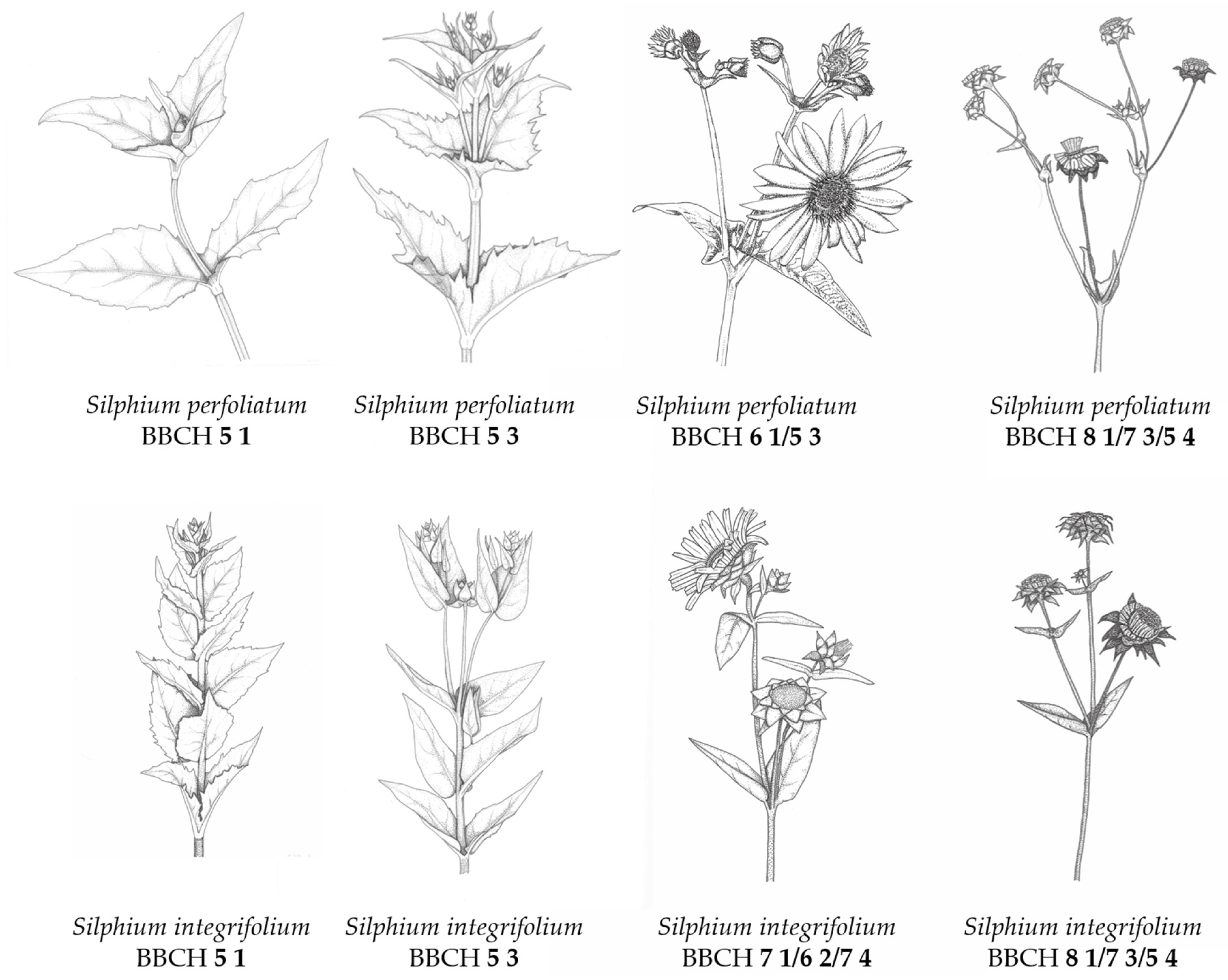 Agronomy 13 01601 g014 Agronomy 13 01601 g014