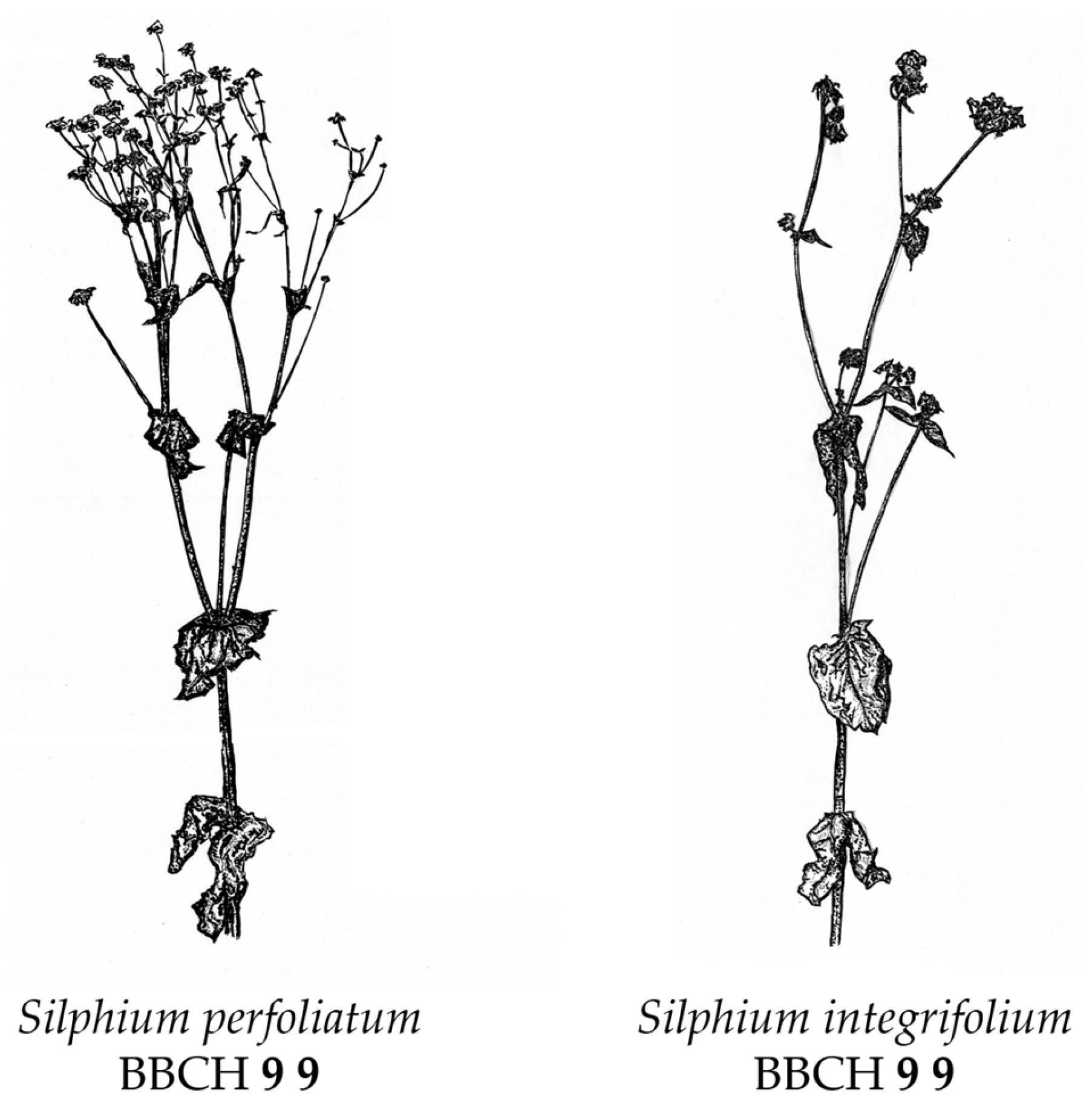 Agronomy 13 01601 g015 Agronomy 13 01601 g015