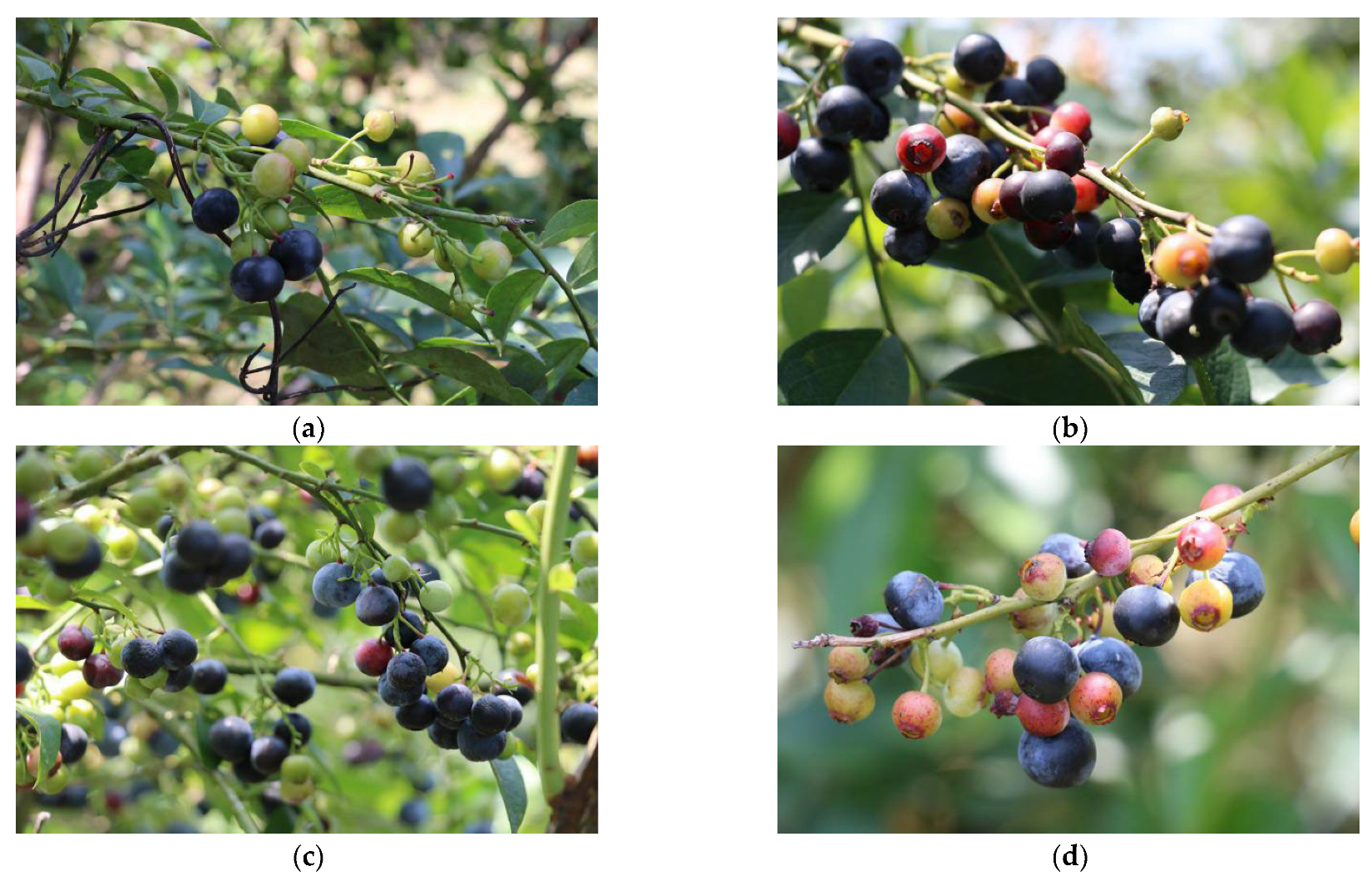 Agronomy 13 01613 g001 Agronomy 13 01613 g001