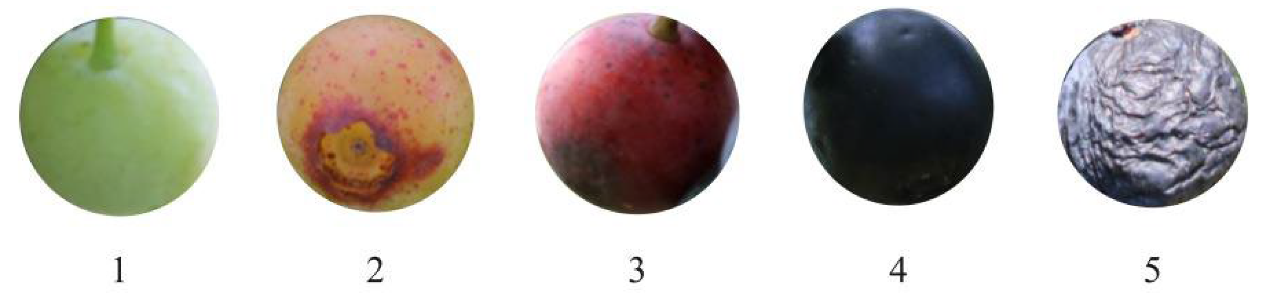 Agronomy 13 01613 g002 Agronomy 13 01613 g002