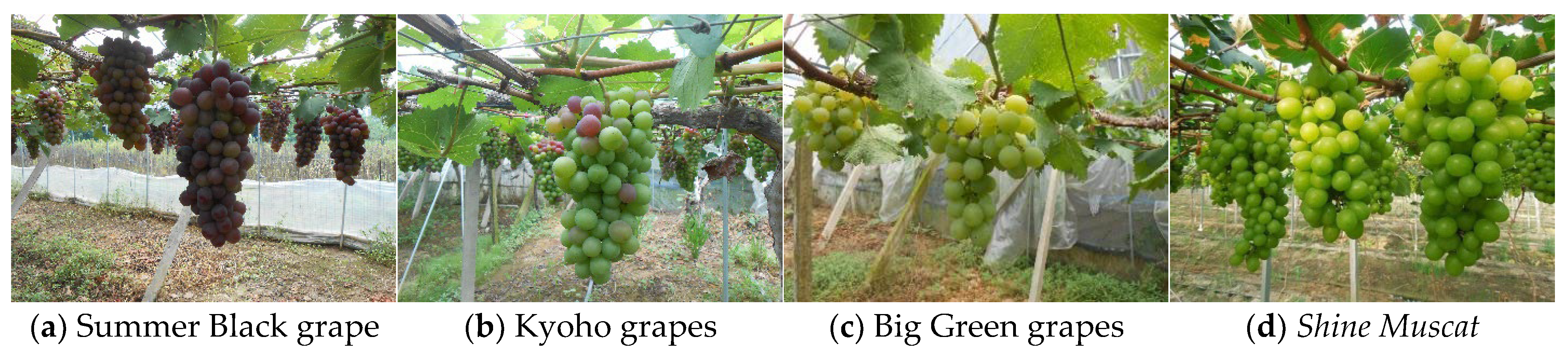 Agronomy 13 01618 g011 Agronomy 13 01618 g011