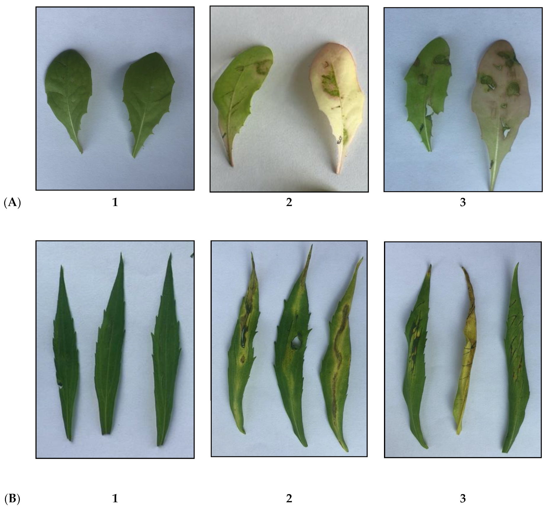 Agronomy 13 01619 g003 Agronomy 13 01619 g003