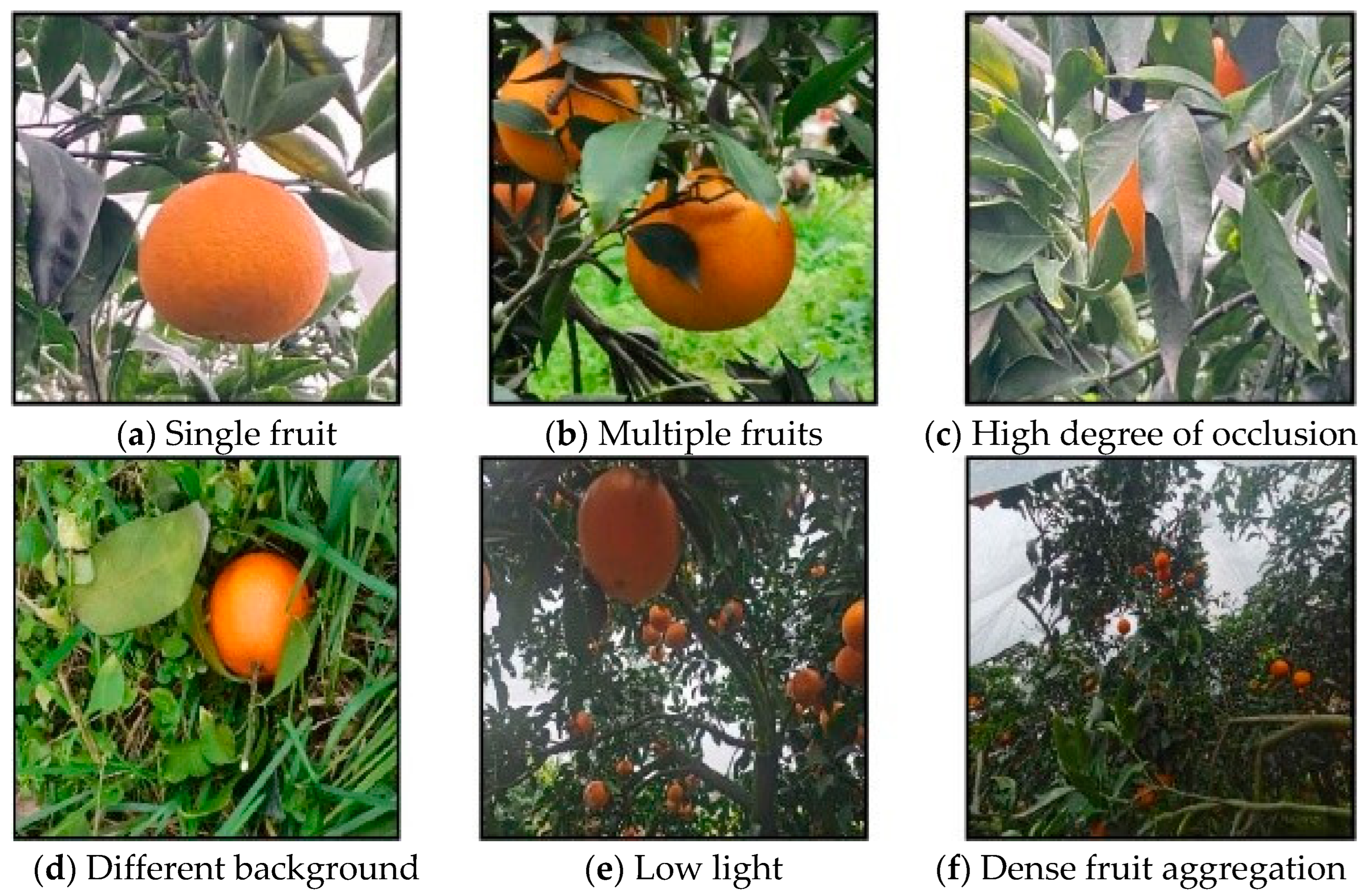 Agronomy 13 01625 g020 Agronomy 13 01625 g020