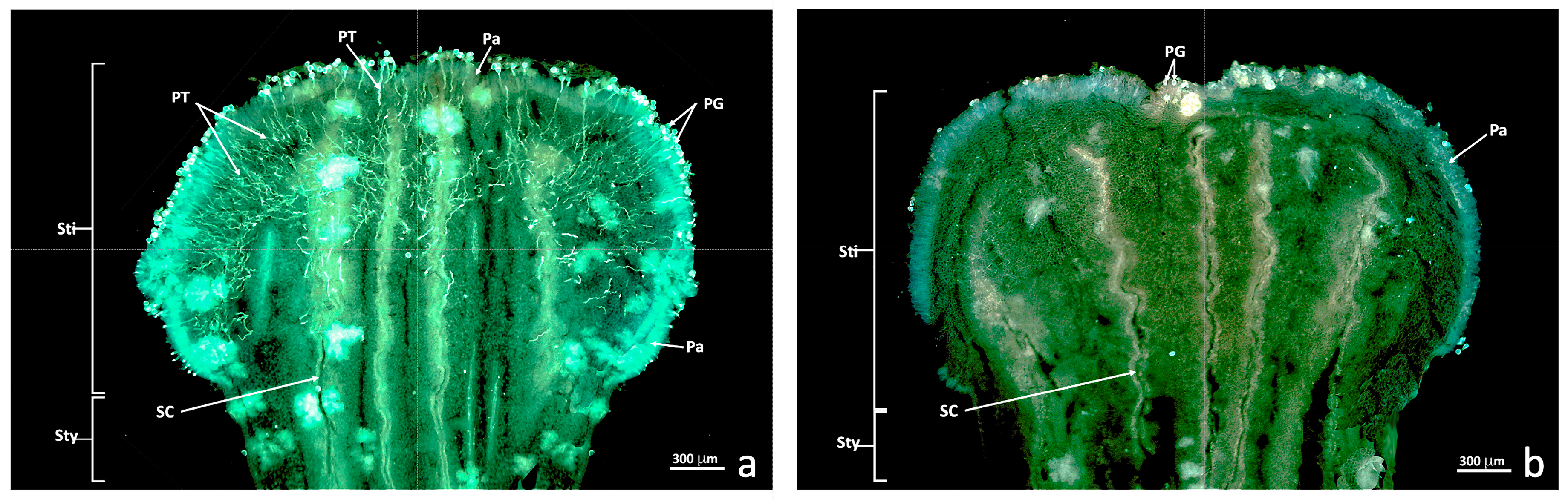 Agronomy 13 01643 g002 Agronomy 13 01643 g002