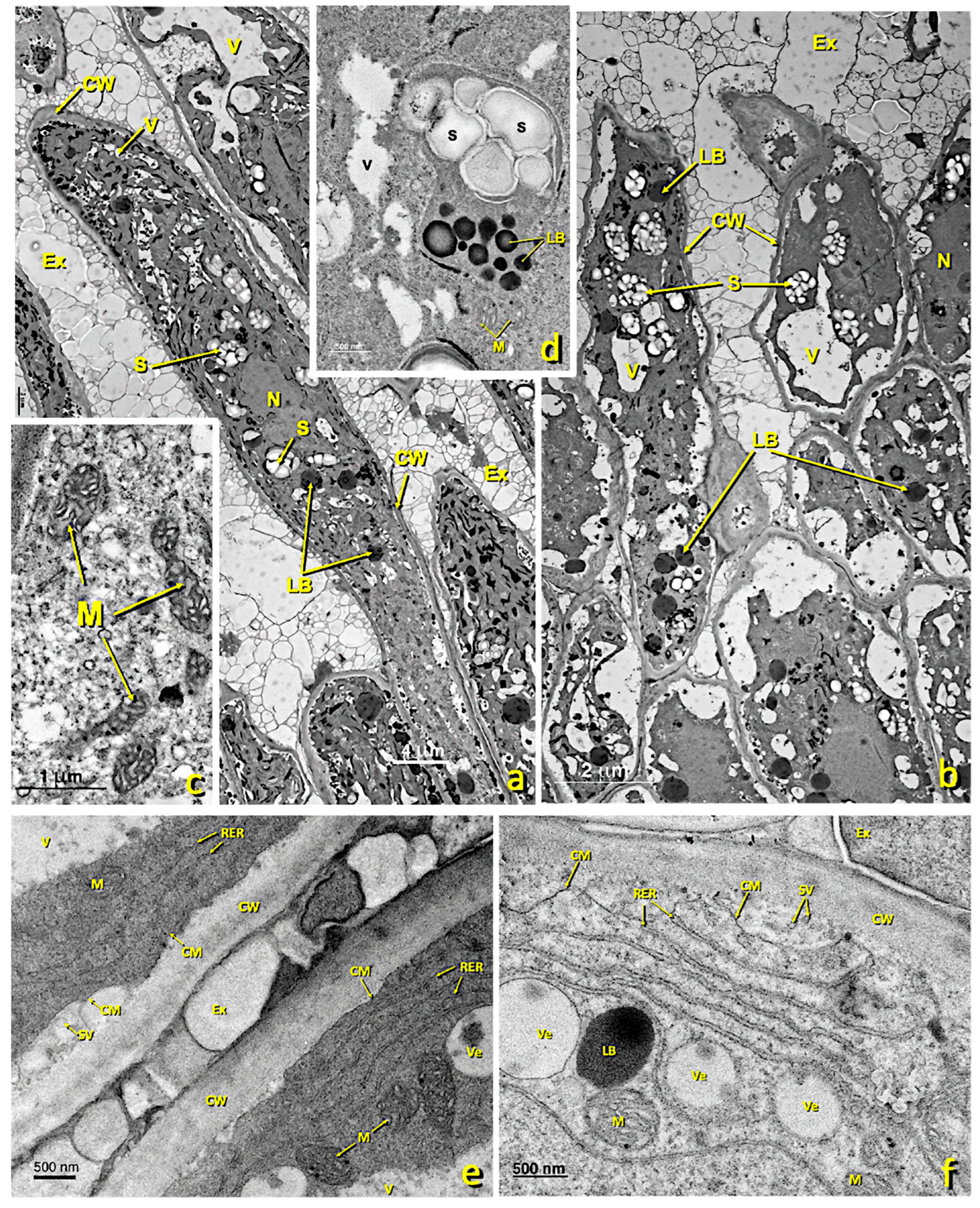 Agronomy 13 01643 g005a Agronomy 13 01643 g005a