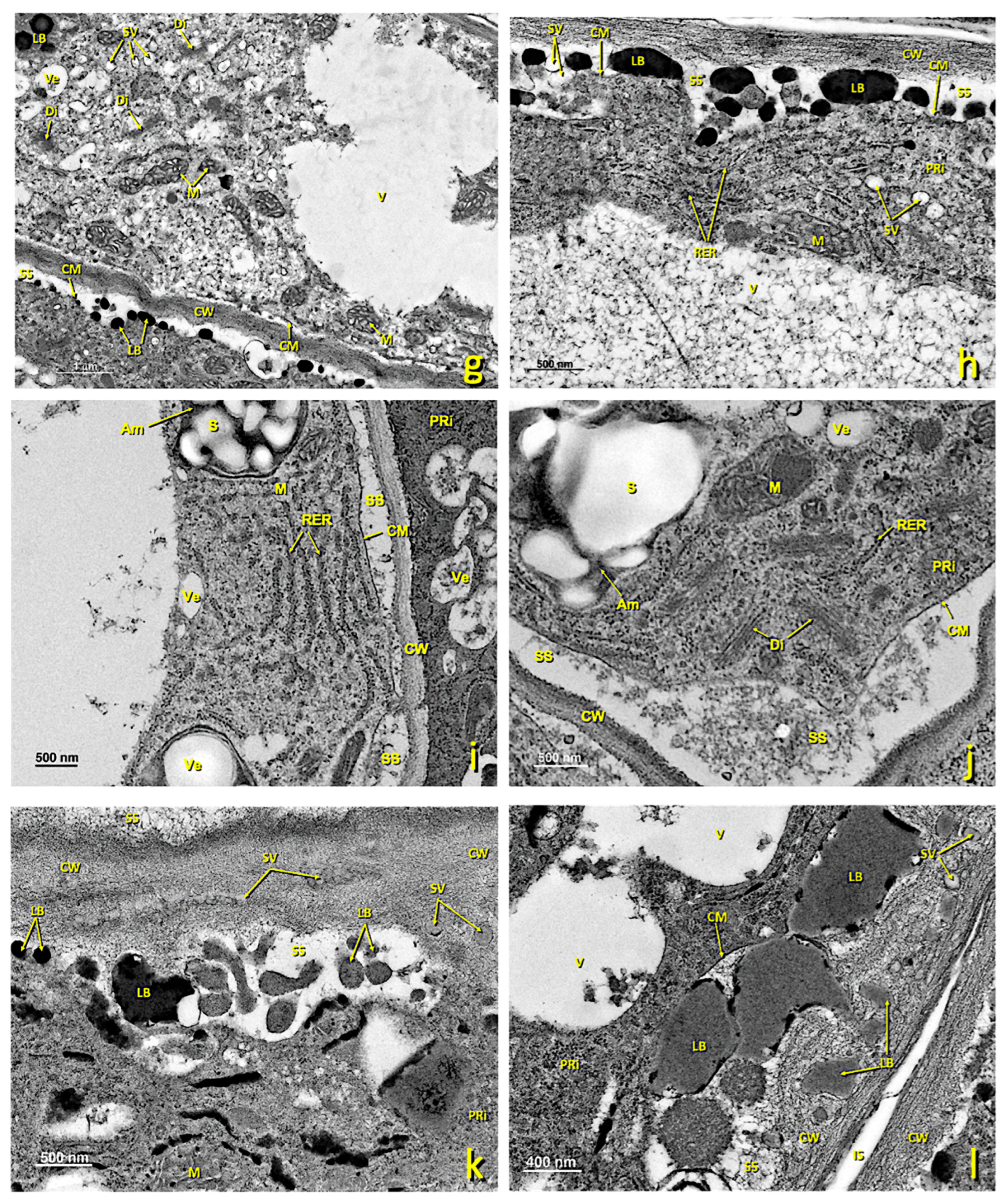 Agronomy 13 01643 g005b Agronomy 13 01643 g005b