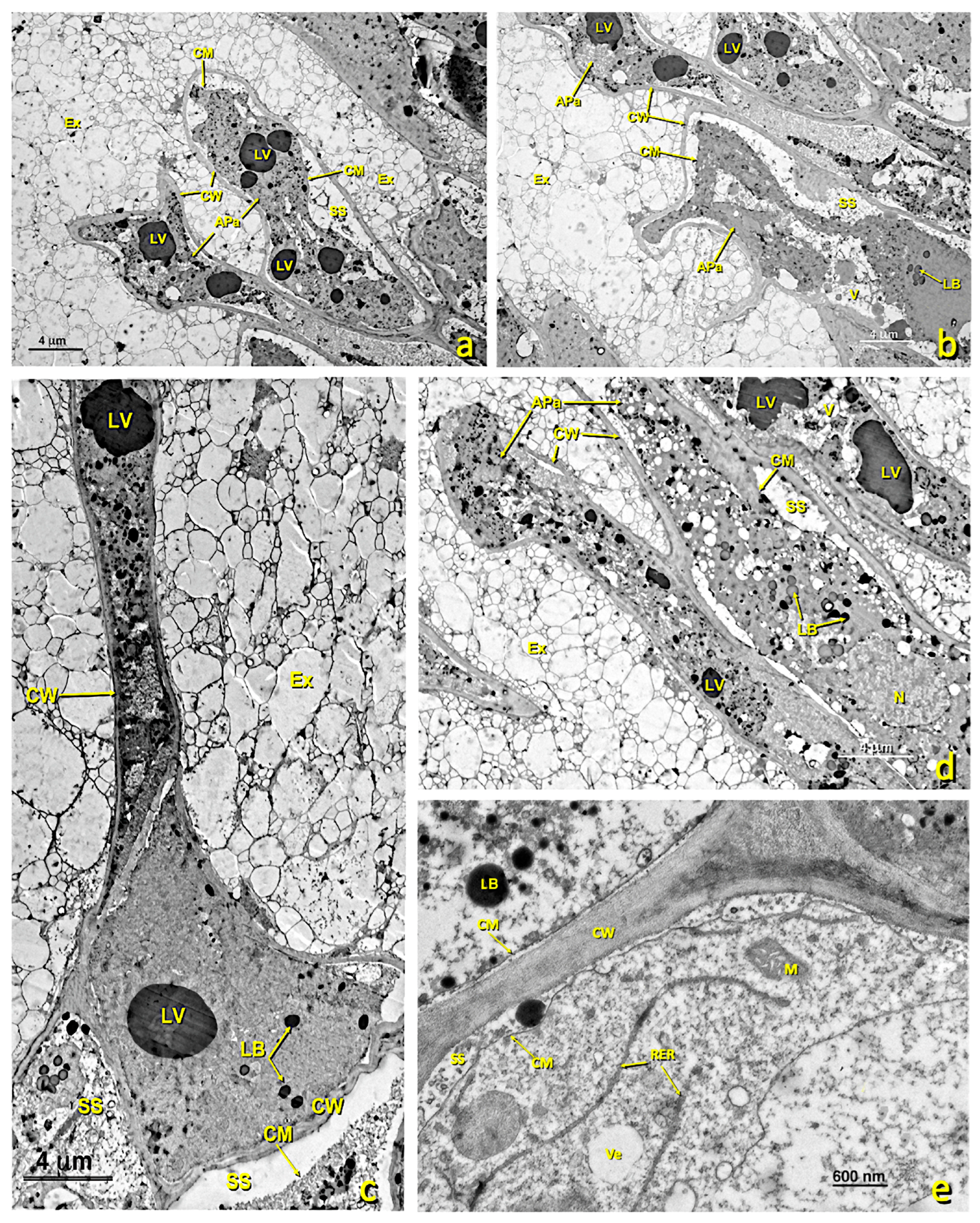 Agronomy 13 01643 g006 Agronomy 13 01643 g006