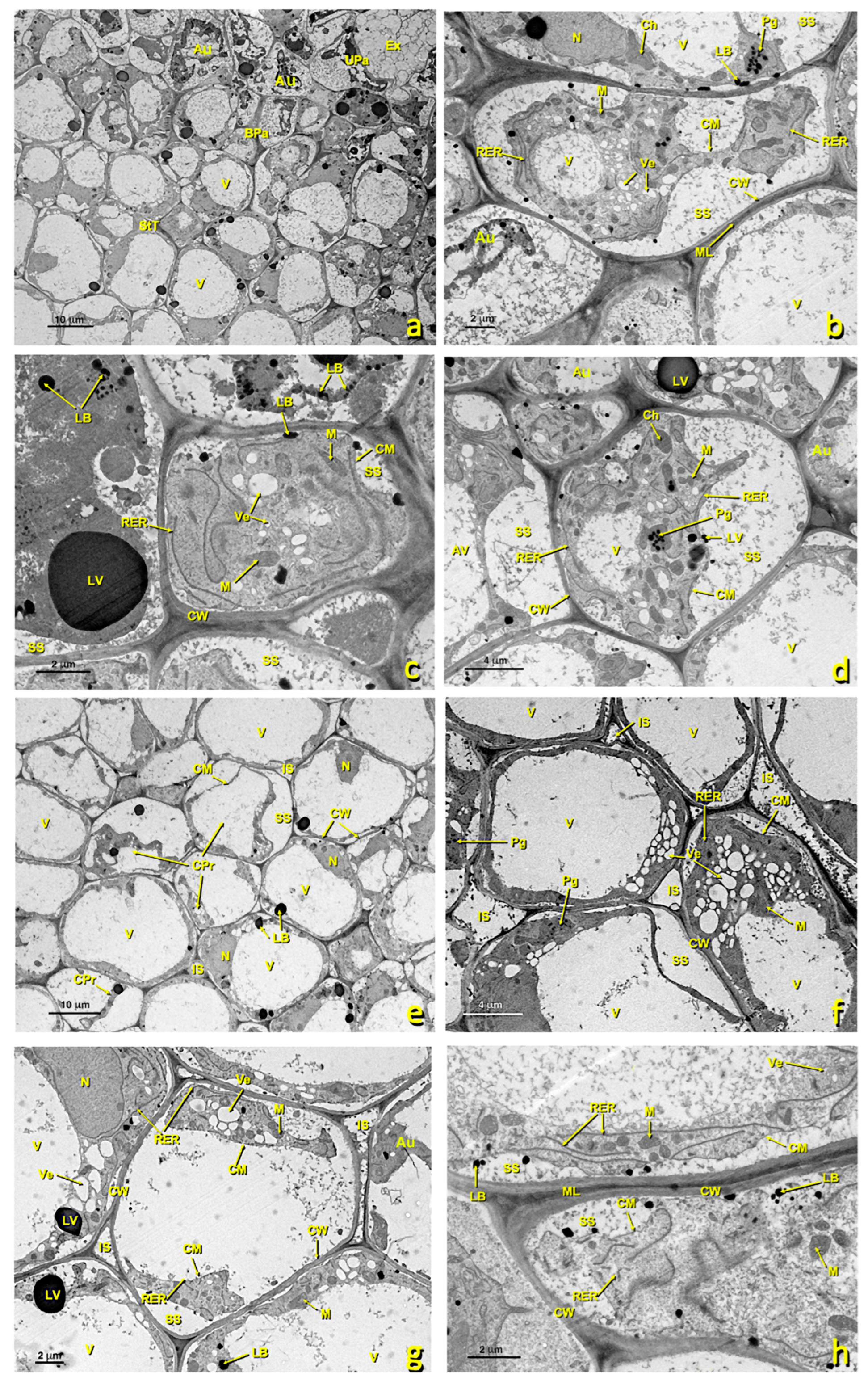Agronomy 13 01643 g008 Agronomy 13 01643 g008