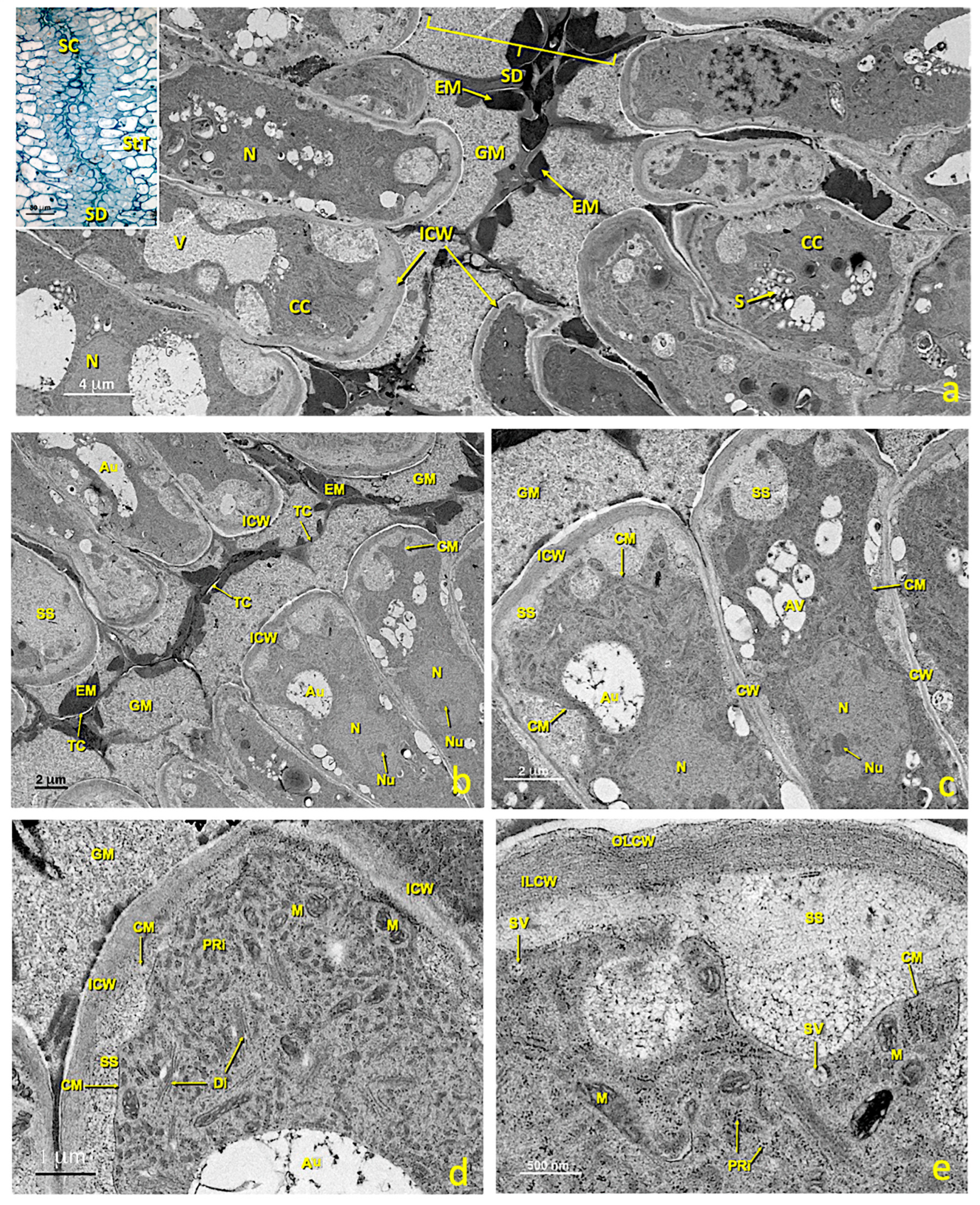Agronomy 13 01643 g010 Agronomy 13 01643 g010