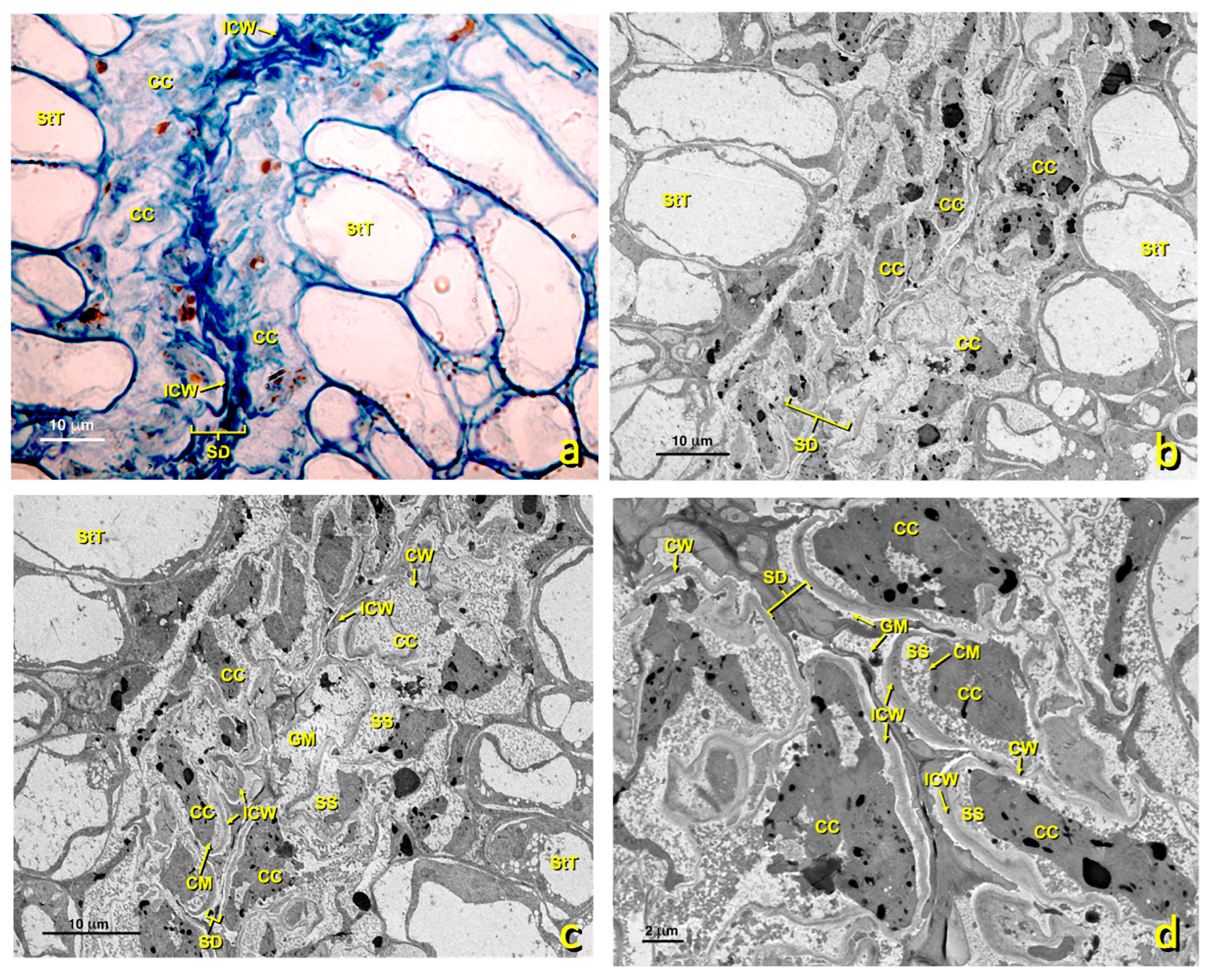Agronomy 13 01643 g011 Agronomy 13 01643 g011