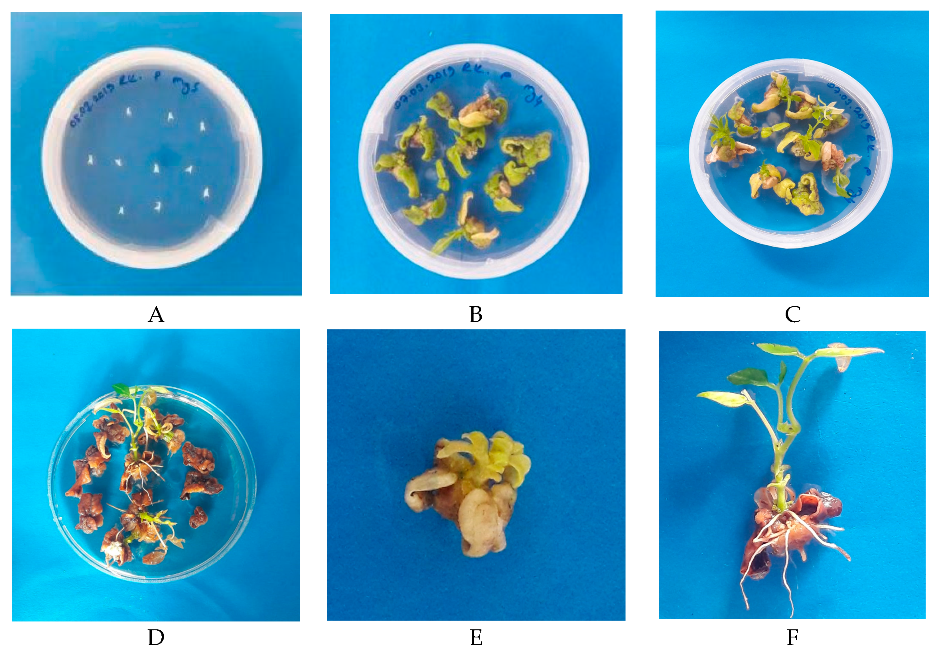 Agronomy 13 01646 g003 Agronomy 13 01646 g003