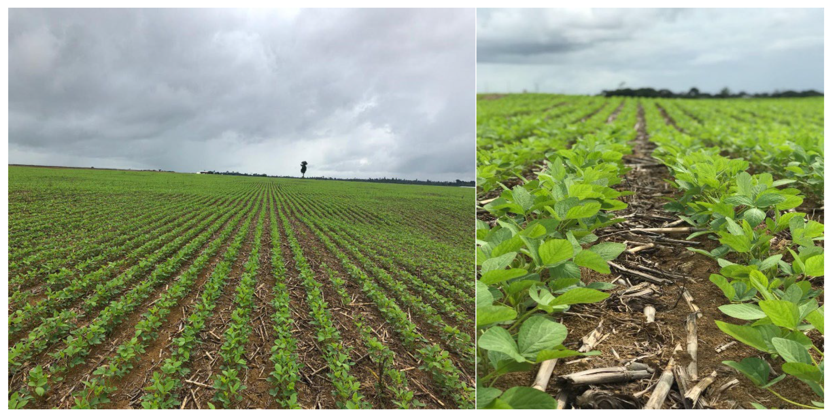 Agronomy 13 01648 g006 Agronomy 13 01648 g006