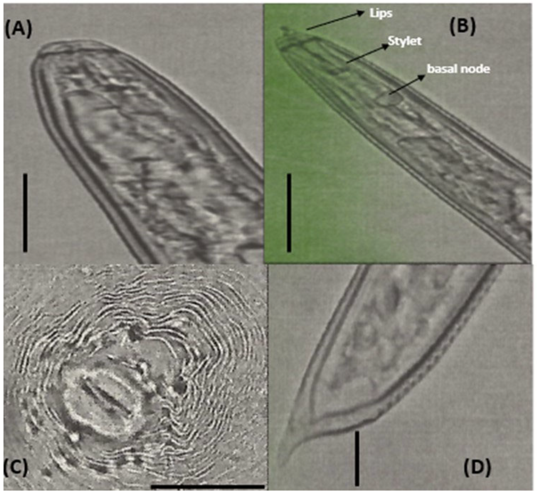 Agronomy 13 01653 g001