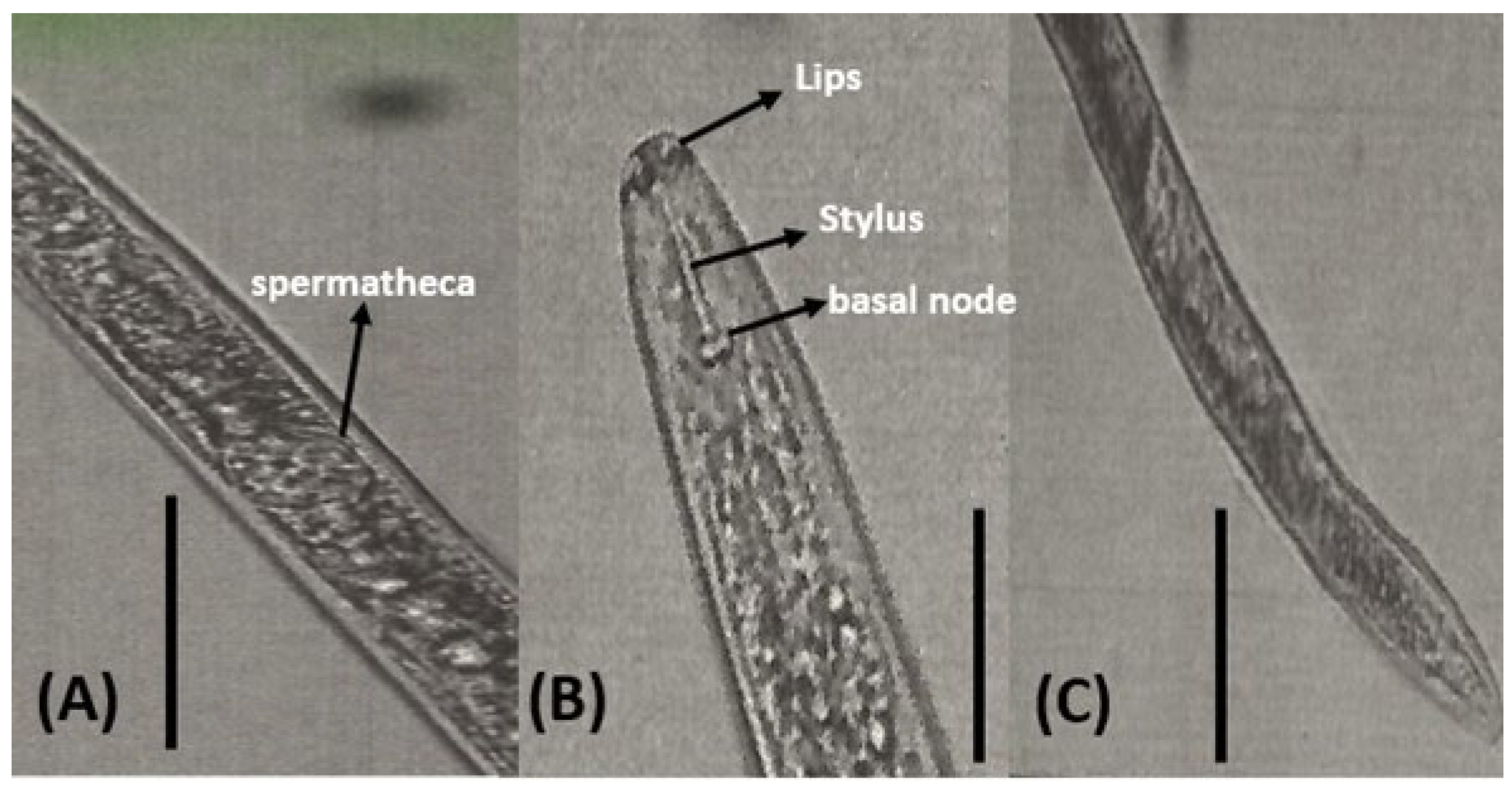 Agronomy 13 01653 g002