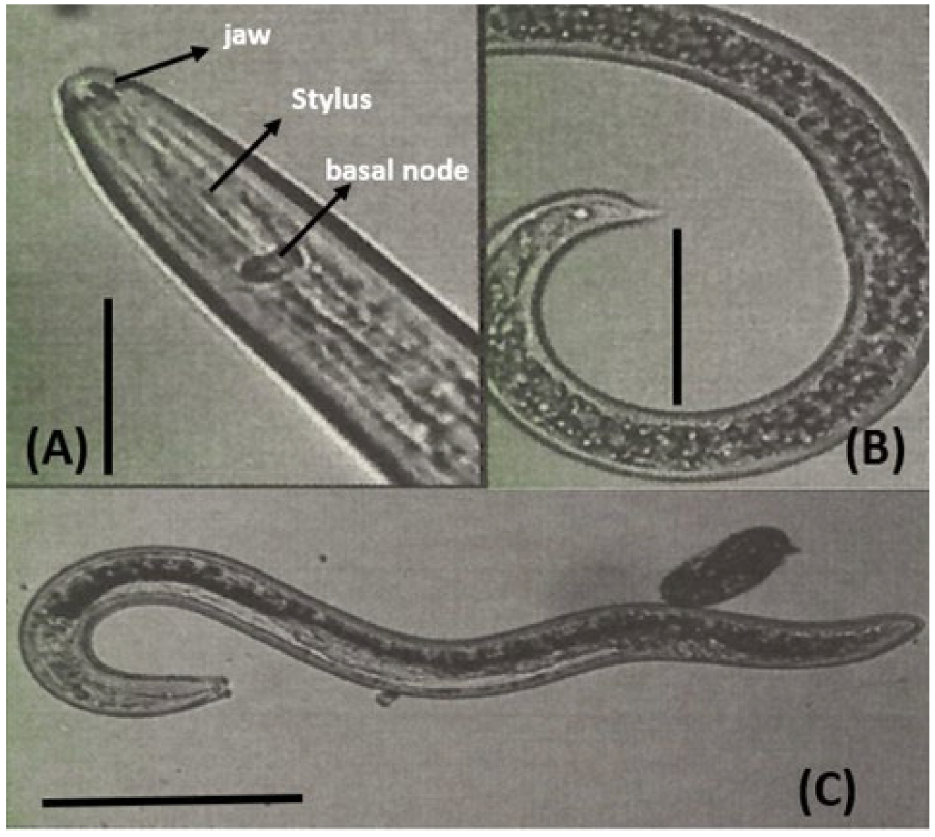 Agronomy 13 01653 g003