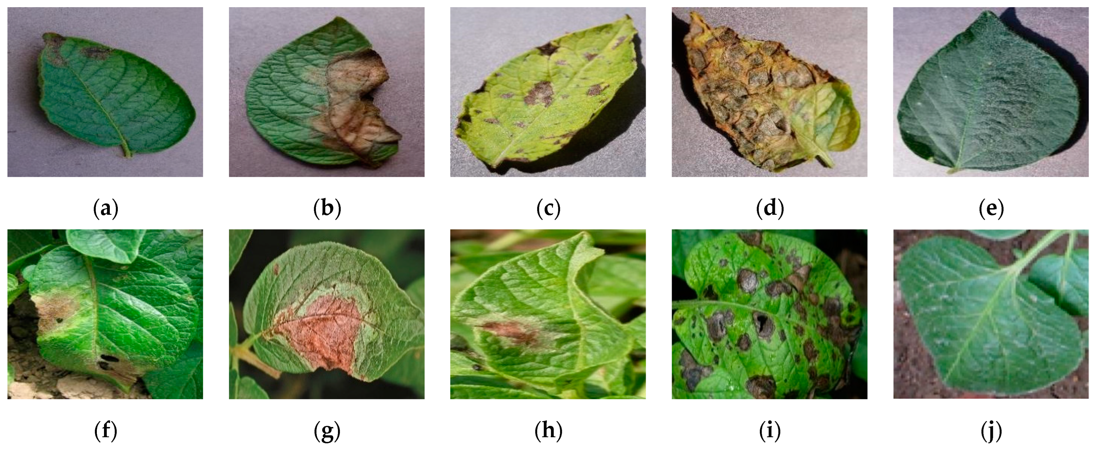 Agronomy 13 01659 g001 Agronomy 13 01659 g001
