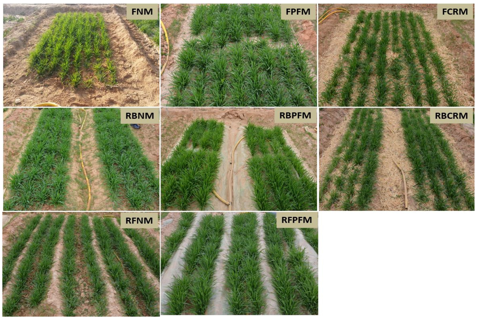 Agronomy 13 01660 g002 Agronomy 13 01660 g002