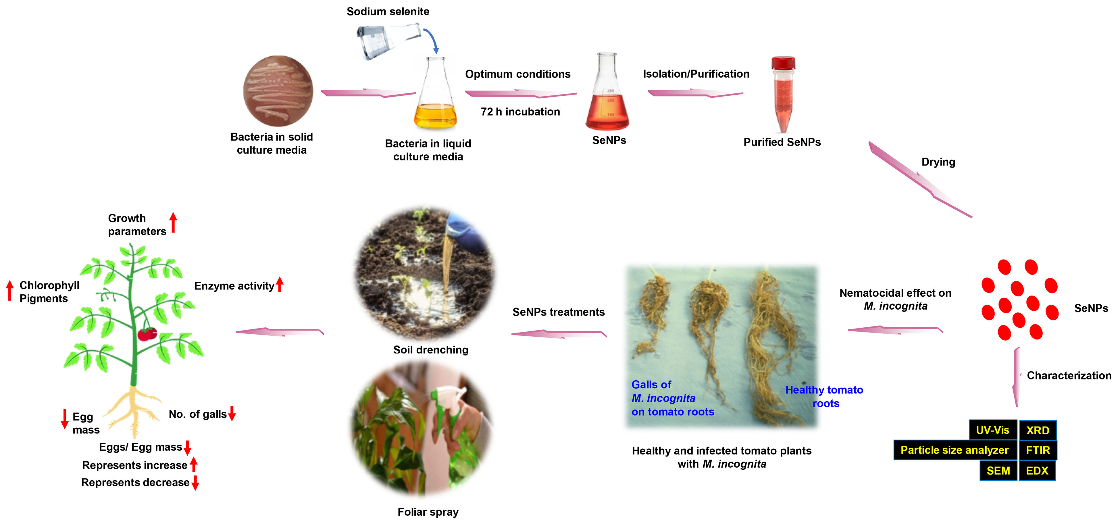Agronomy 13 01668 g001