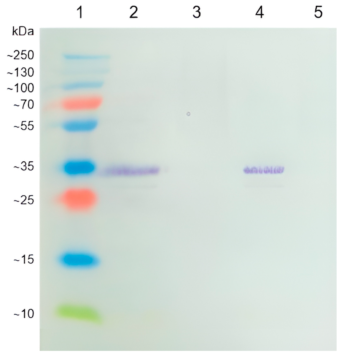 Agronomy 13 01677 g002
