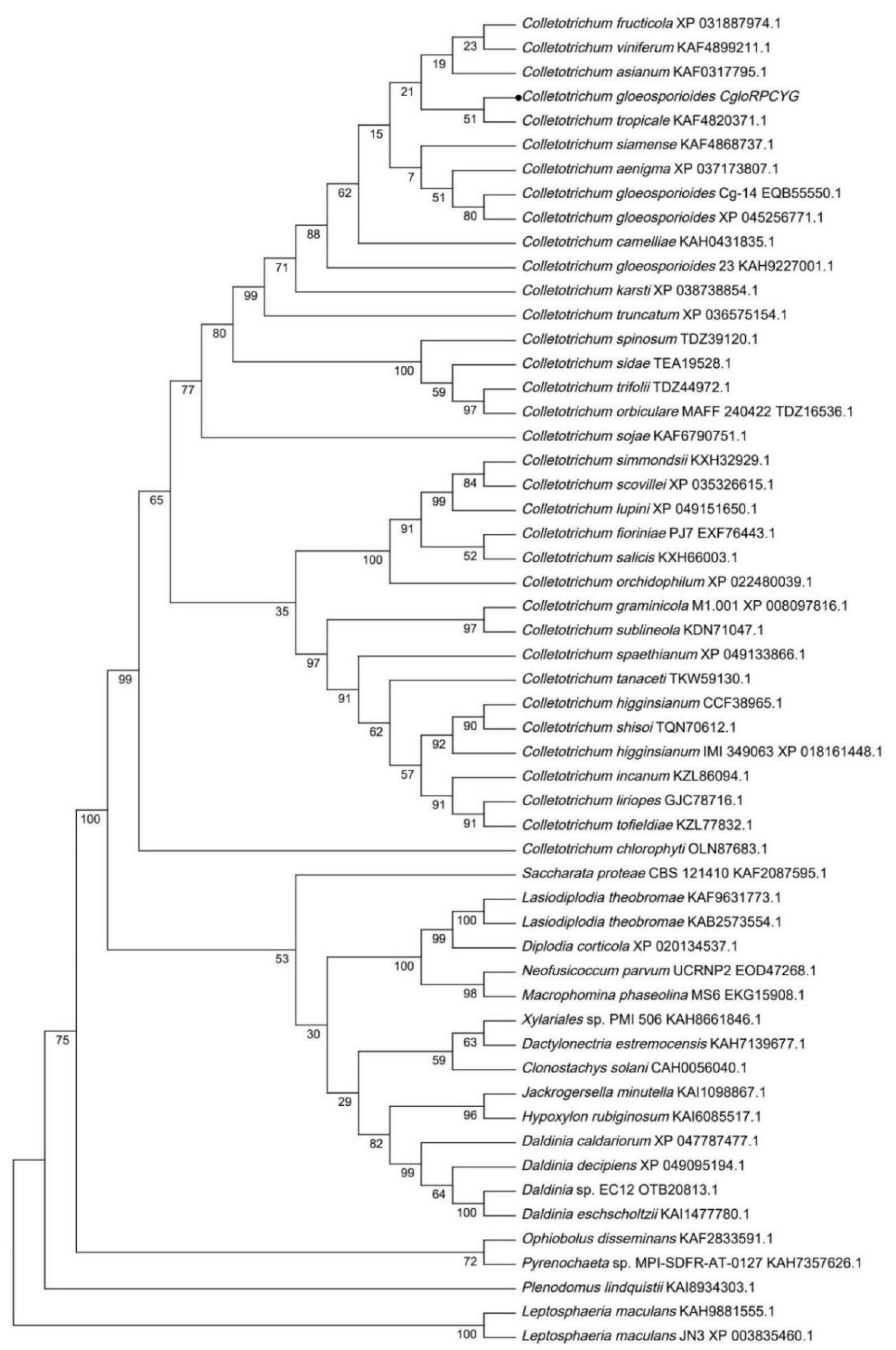 Agronomy 13 01681 g001 Agronomy 13 01681 g001