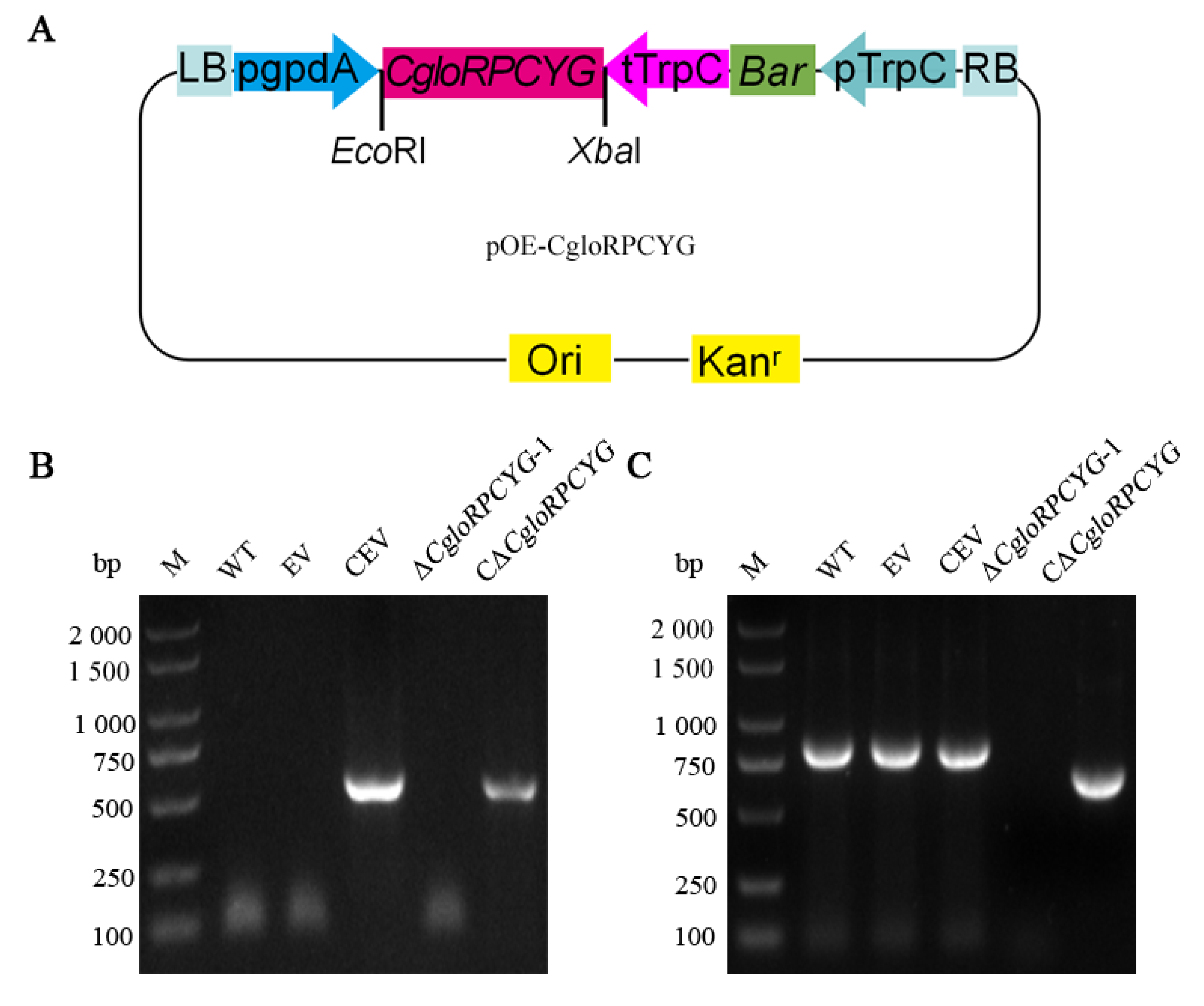Agronomy 13 01681 g003 Agronomy 13 01681 g003