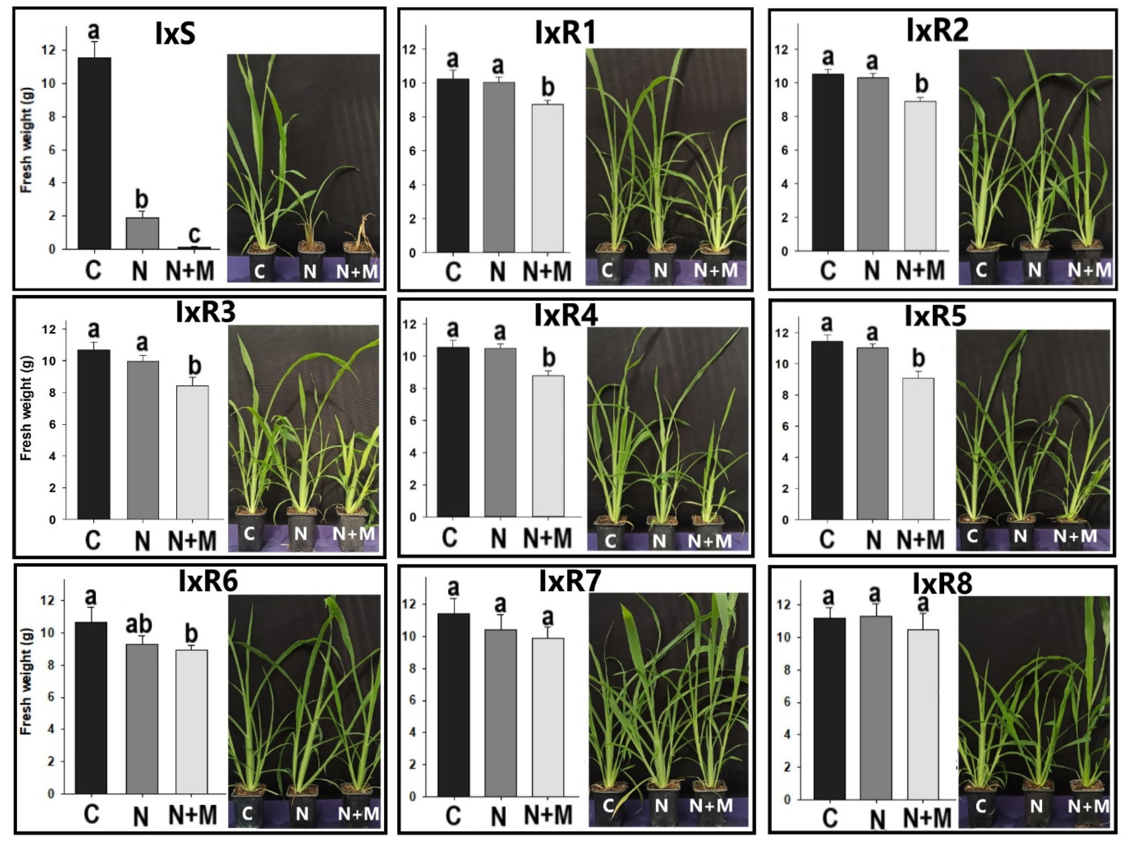 Agronomy 13 01682 g004 Agronomy 13 01682 g004