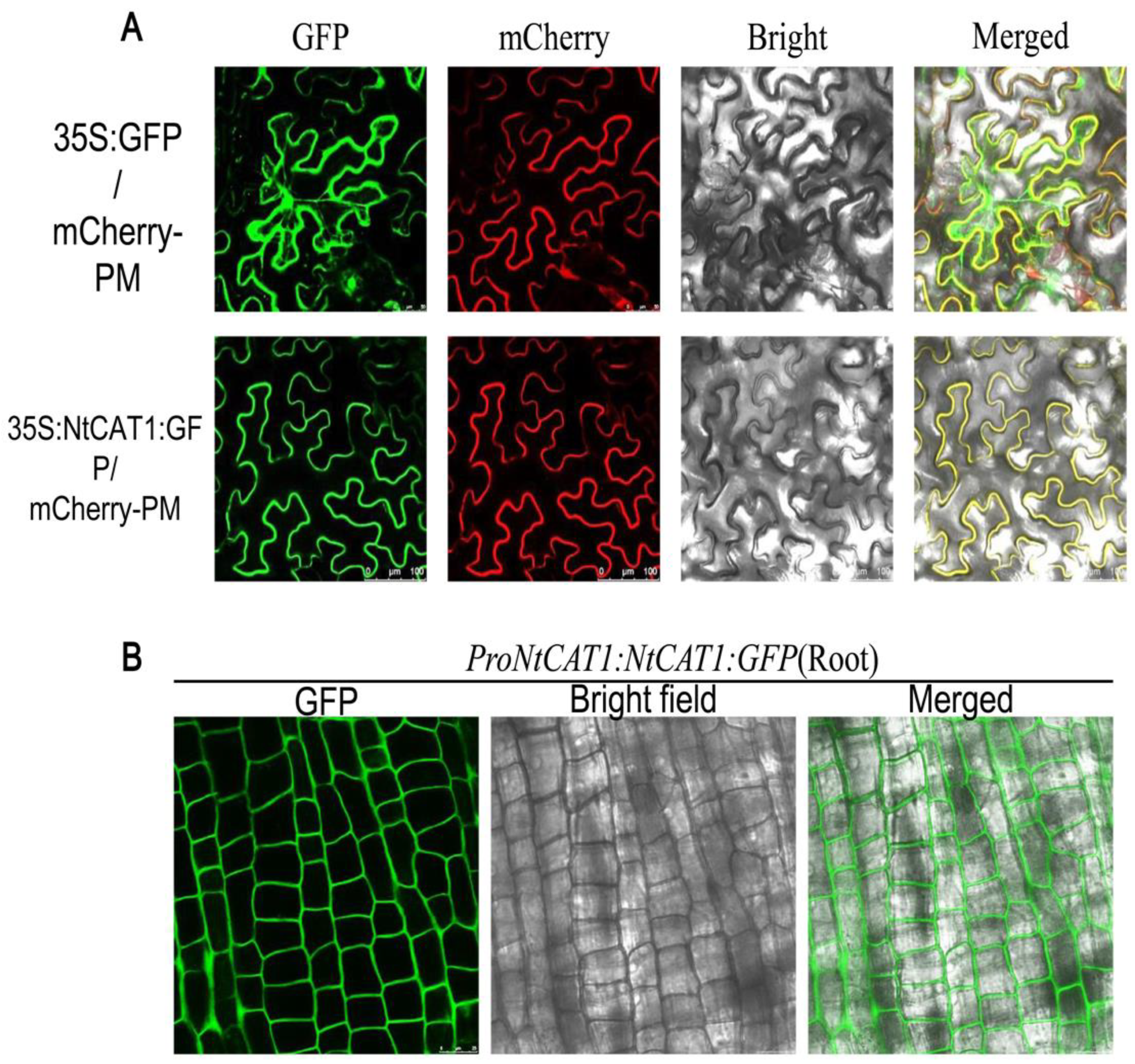 Agronomy 13 01691 g004