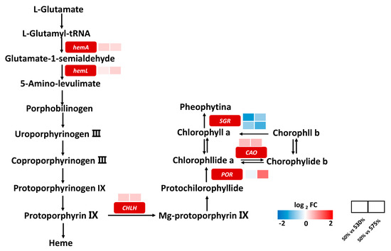 Transcriptome Revealed the Effect of Shading on the Photosynthetic