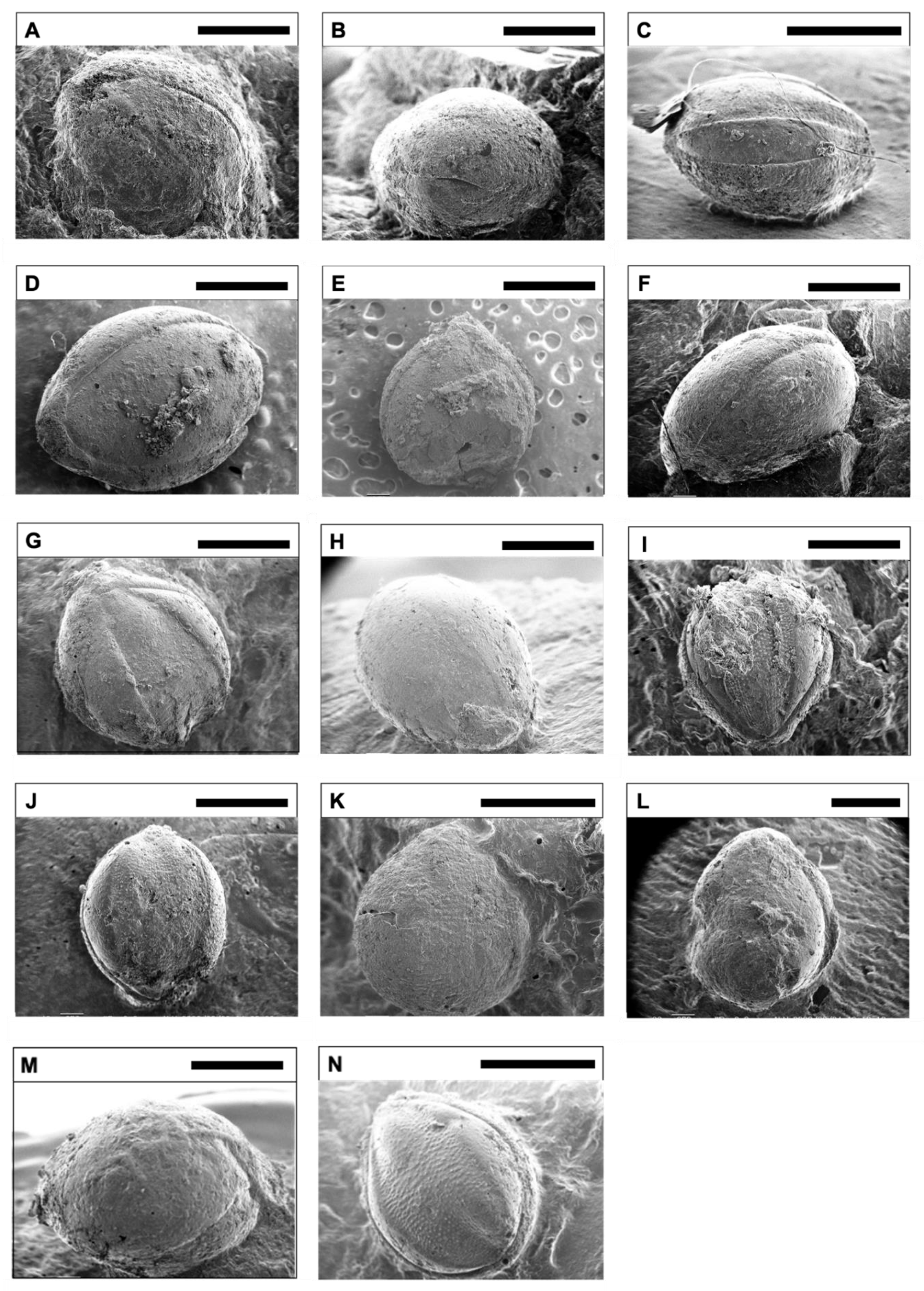 Agronomy 13 01706 g002 Agronomy 13 01706 g002
