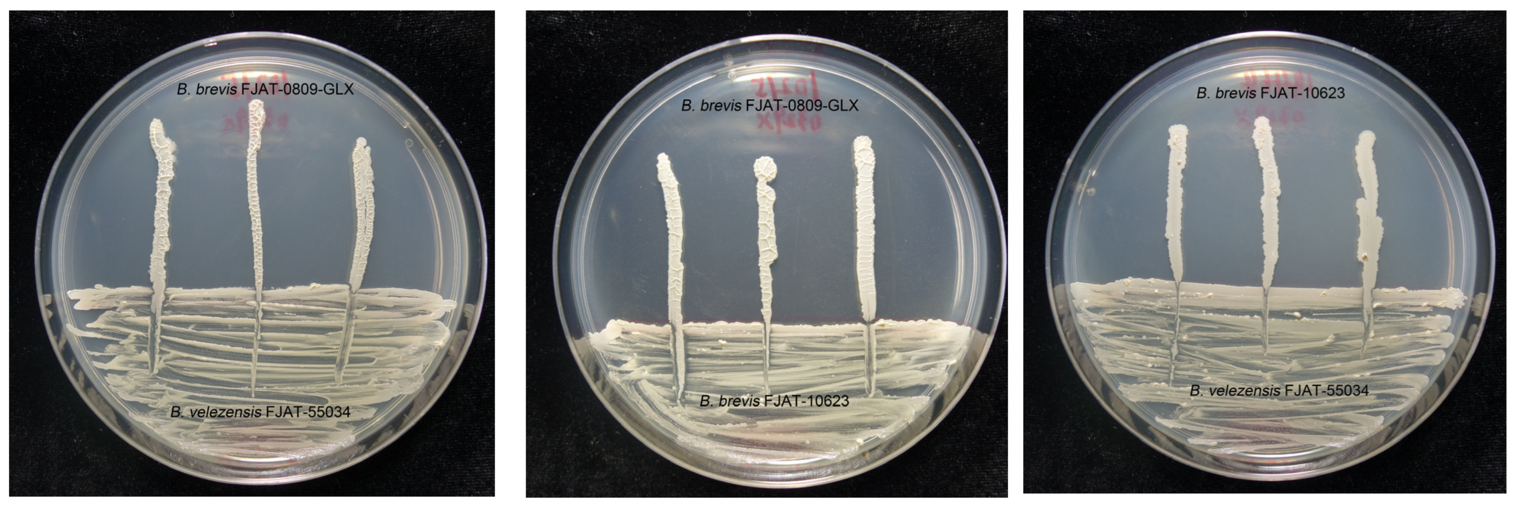 Agronomy 13 01724 g001 Agronomy 13 01724 g001