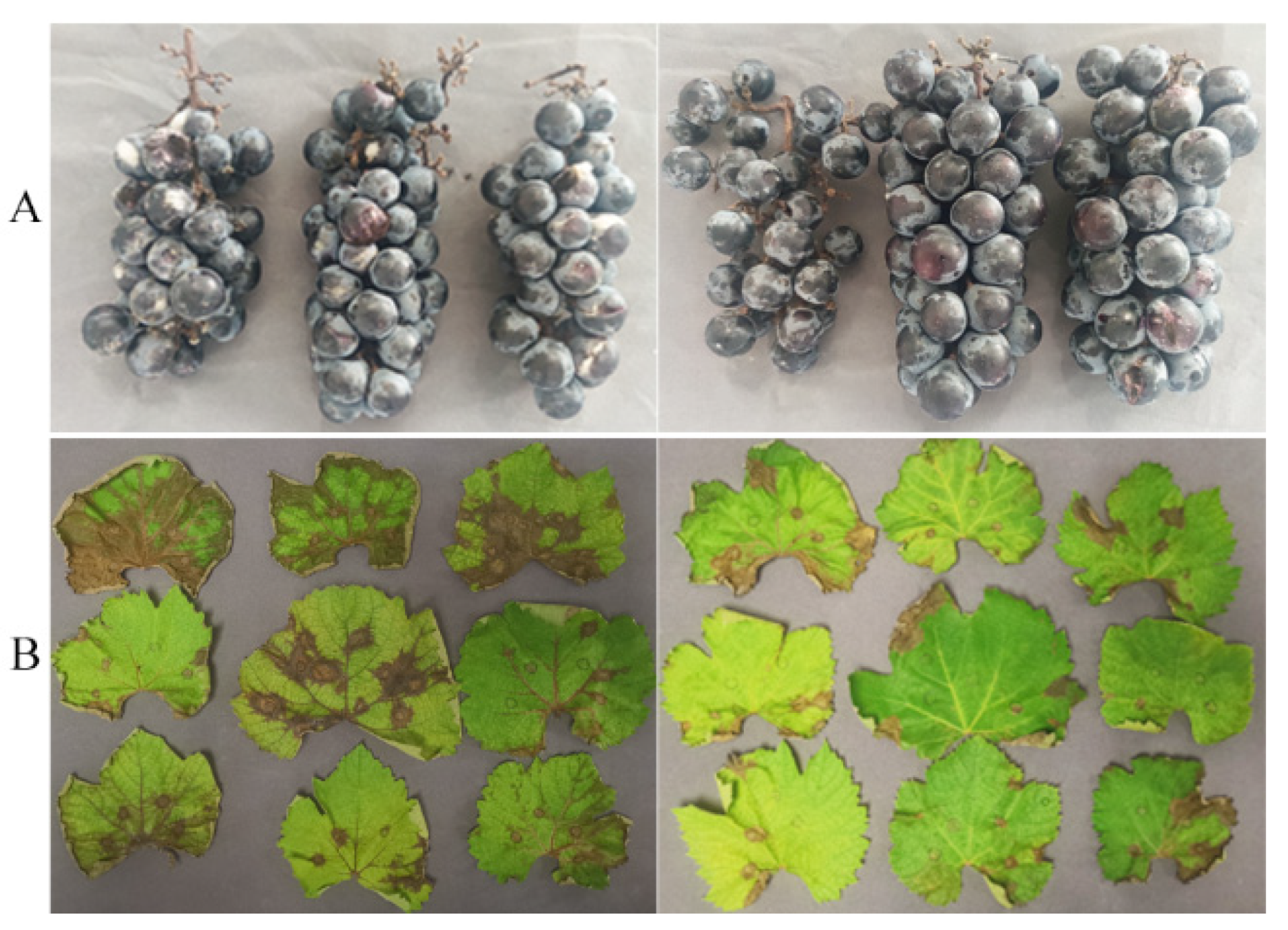 Agronomy 13 01724 g006 Agronomy 13 01724 g006