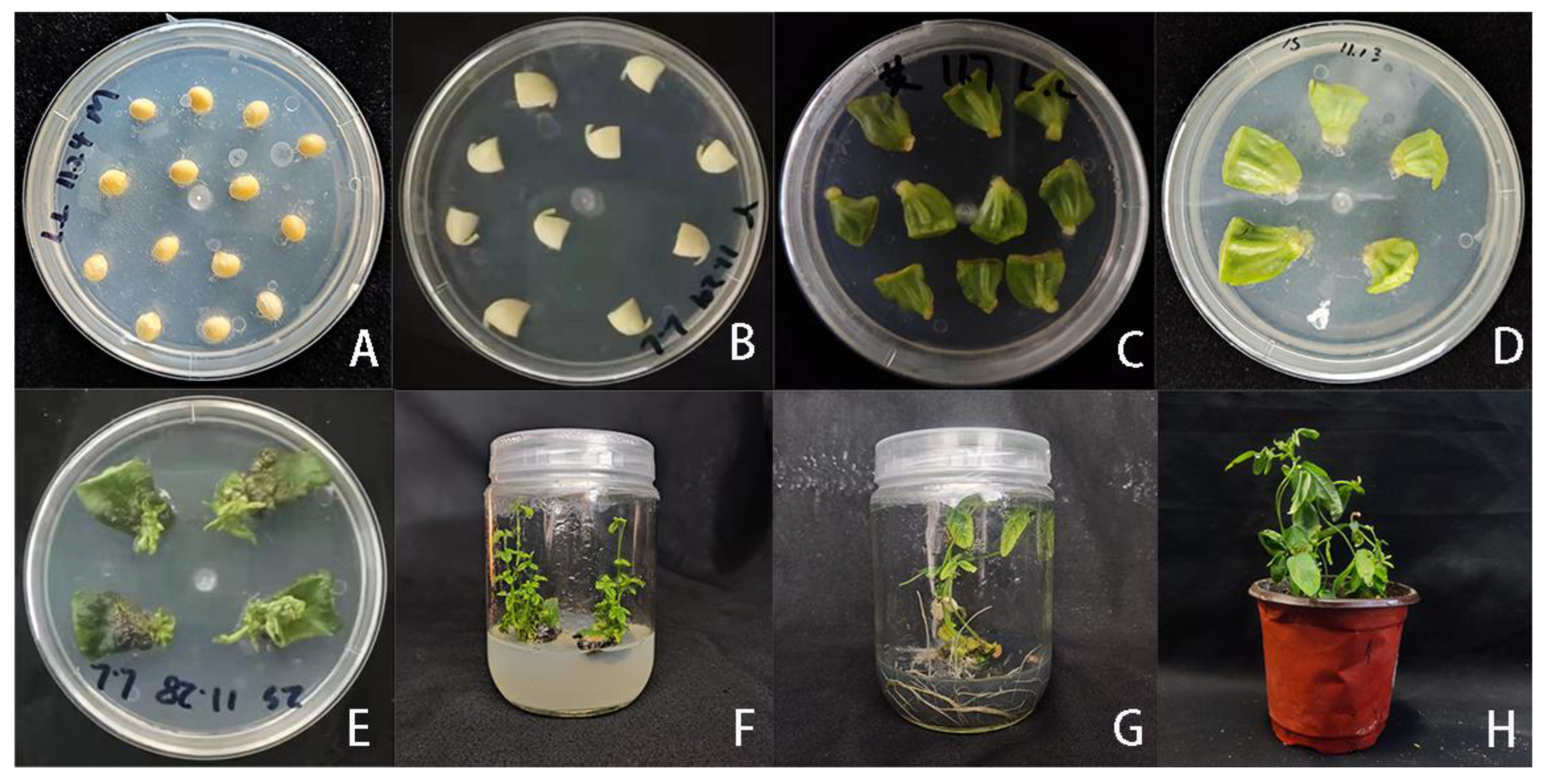 Agronomy 13 01737 g003 Agronomy 13 01737 g003