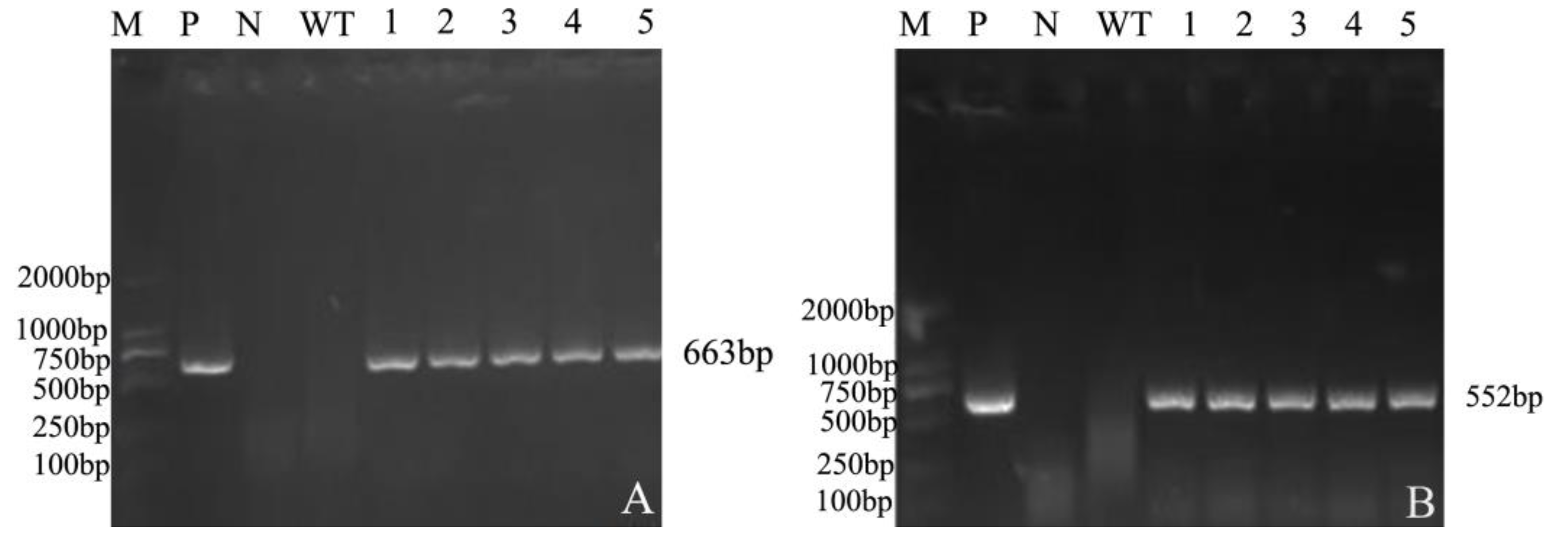 Agronomy 13 01737 g006 Agronomy 13 01737 g006