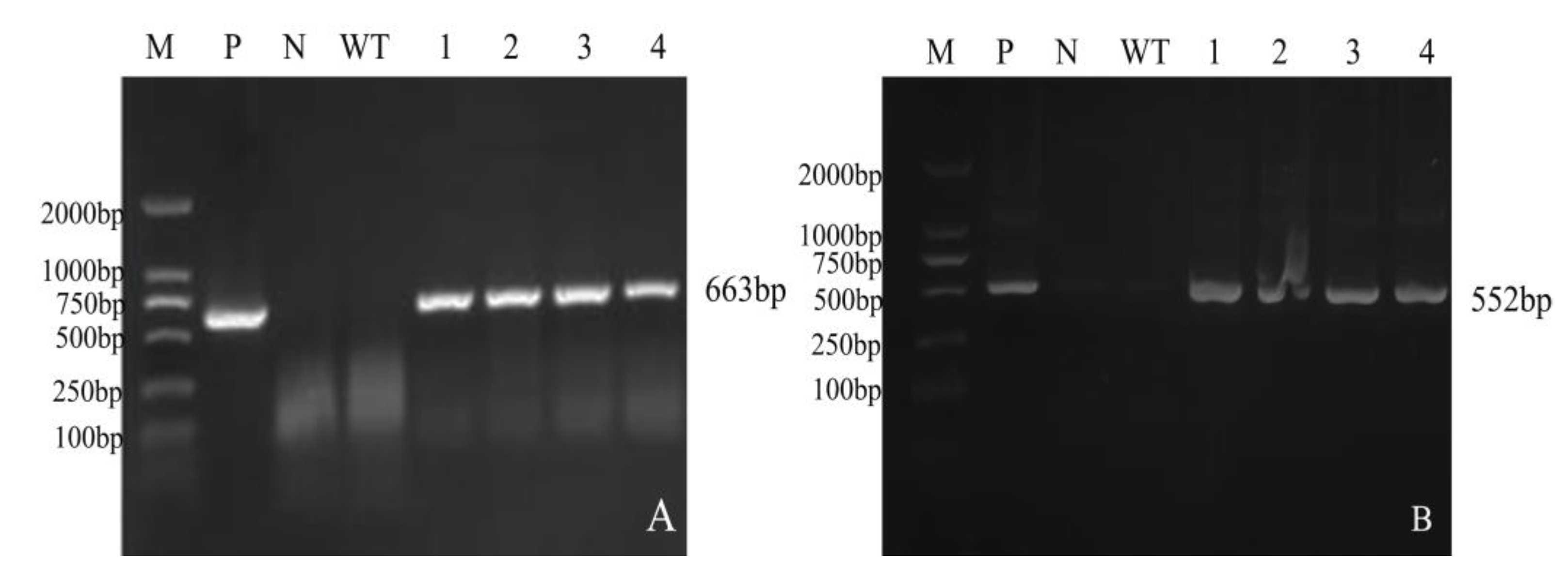 Agronomy 13 01737 g007 Agronomy 13 01737 g007