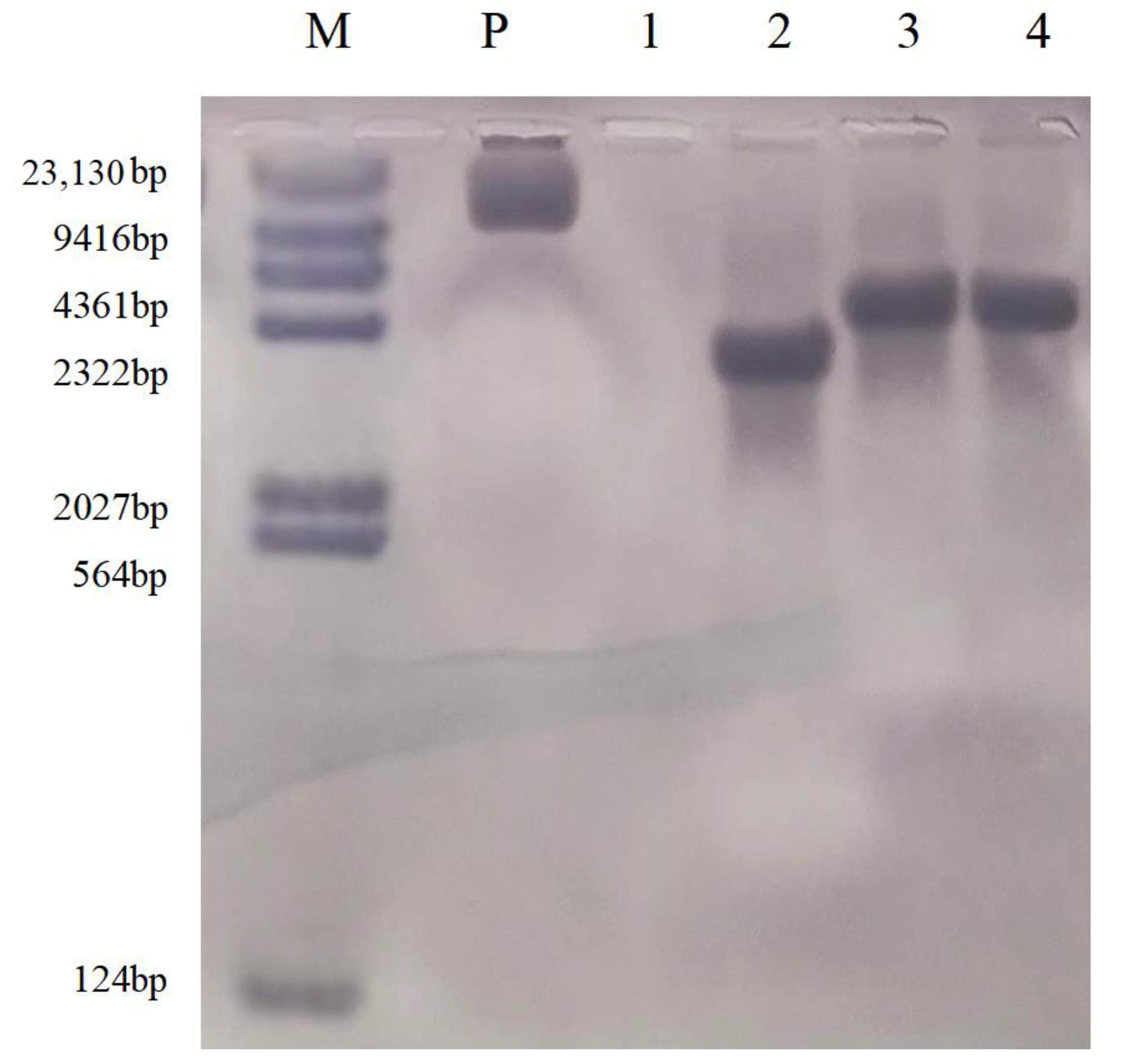 Agronomy 13 01737 g008 Agronomy 13 01737 g008