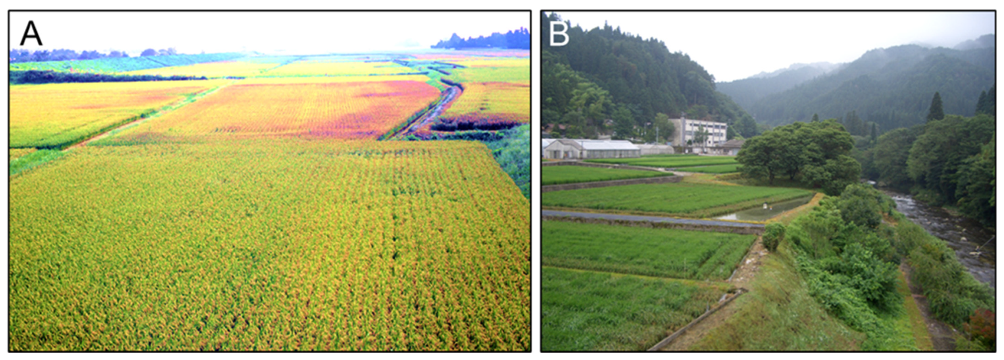 Agronomy 13 01751 g001