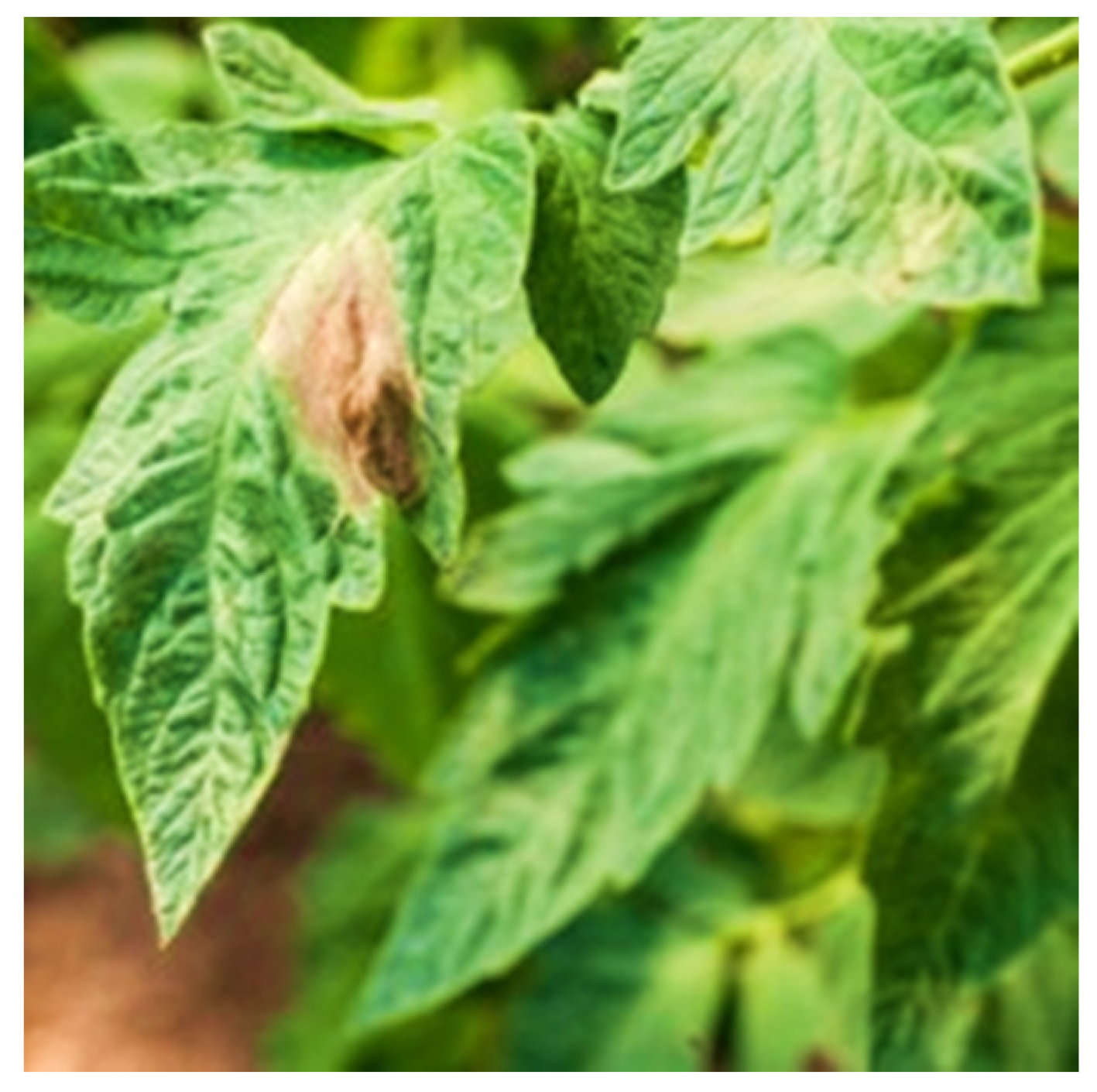 Agronomy 13 01764 g005 Agronomy 13 01764 g005