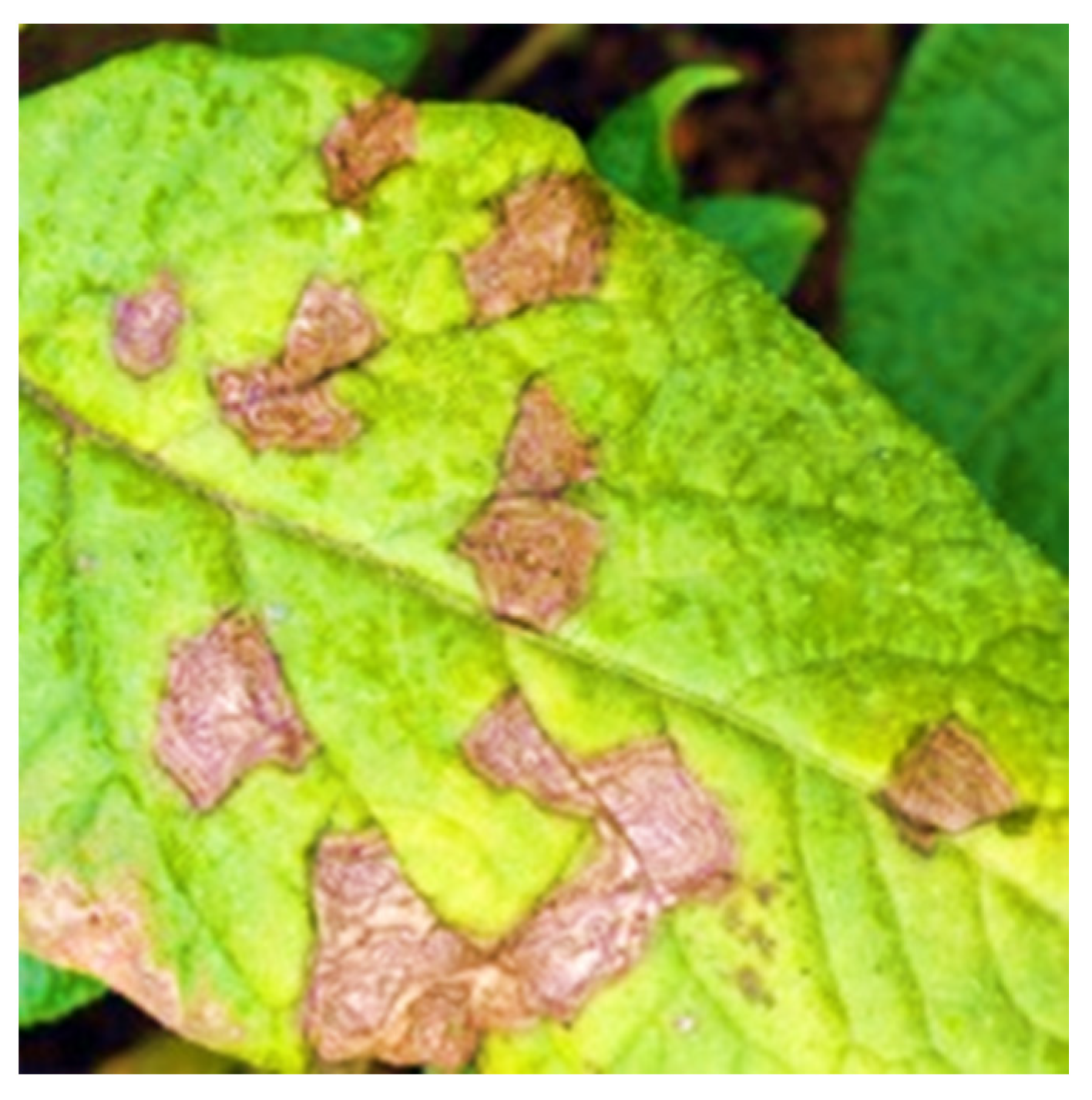 Agronomy 13 01764 g006 Agronomy 13 01764 g006