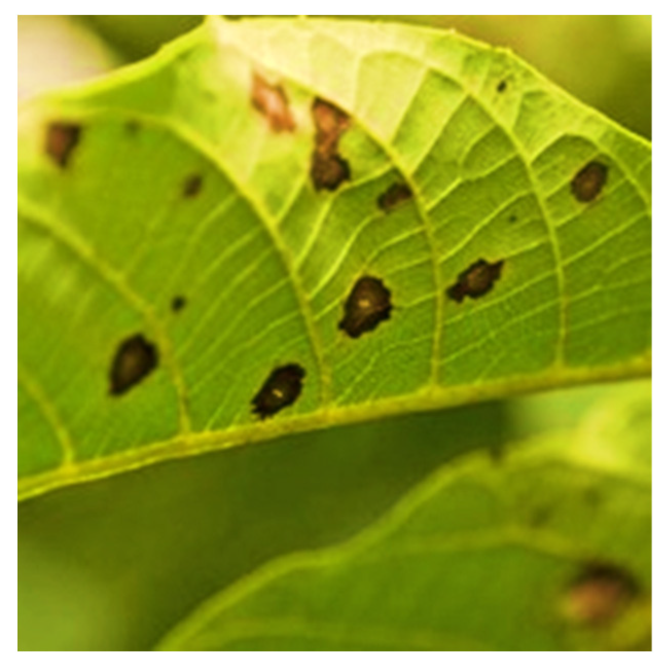 Agronomy 13 01764 g007 Agronomy 13 01764 g007