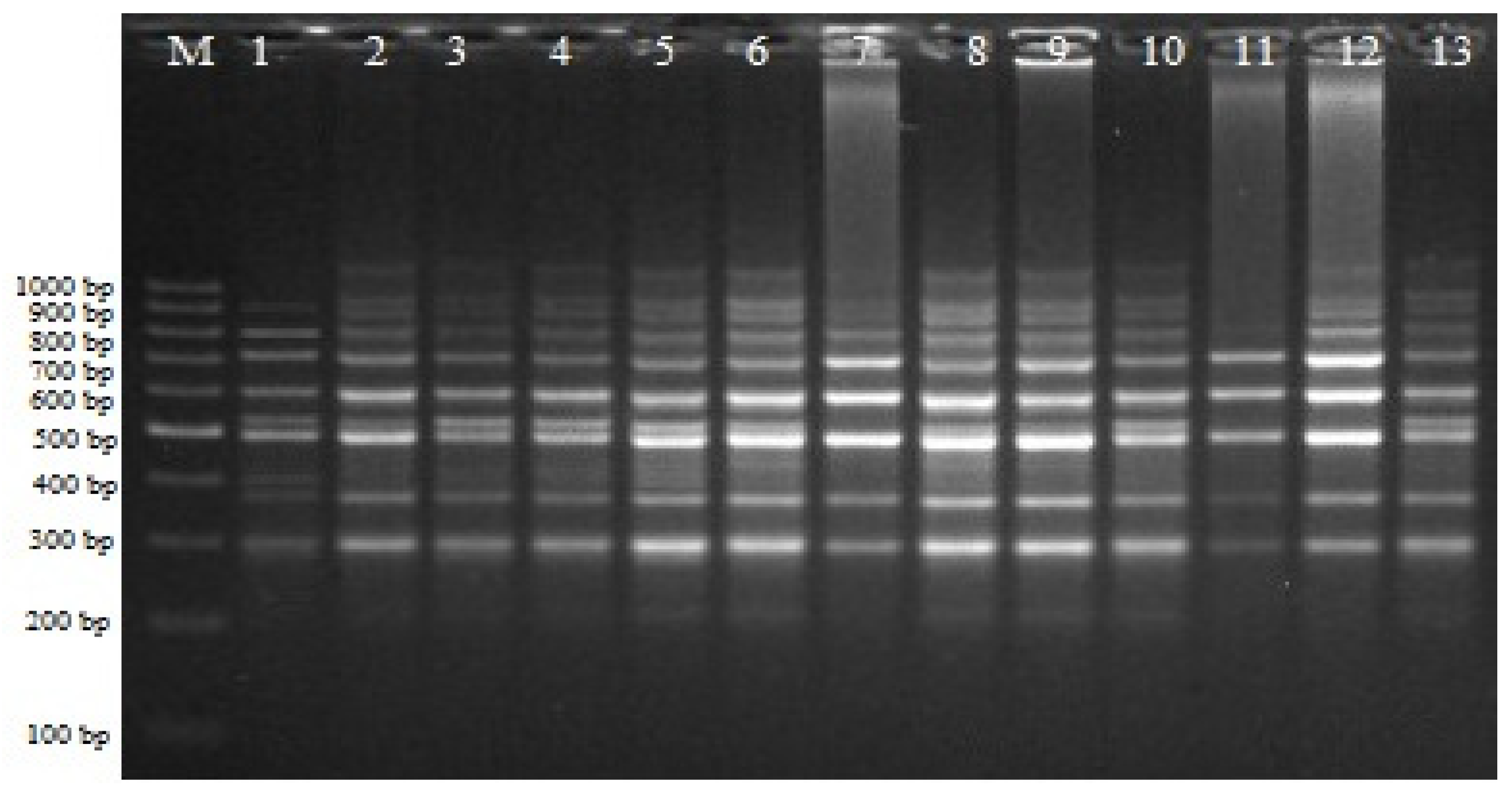 Agronomy 13 01767 g001