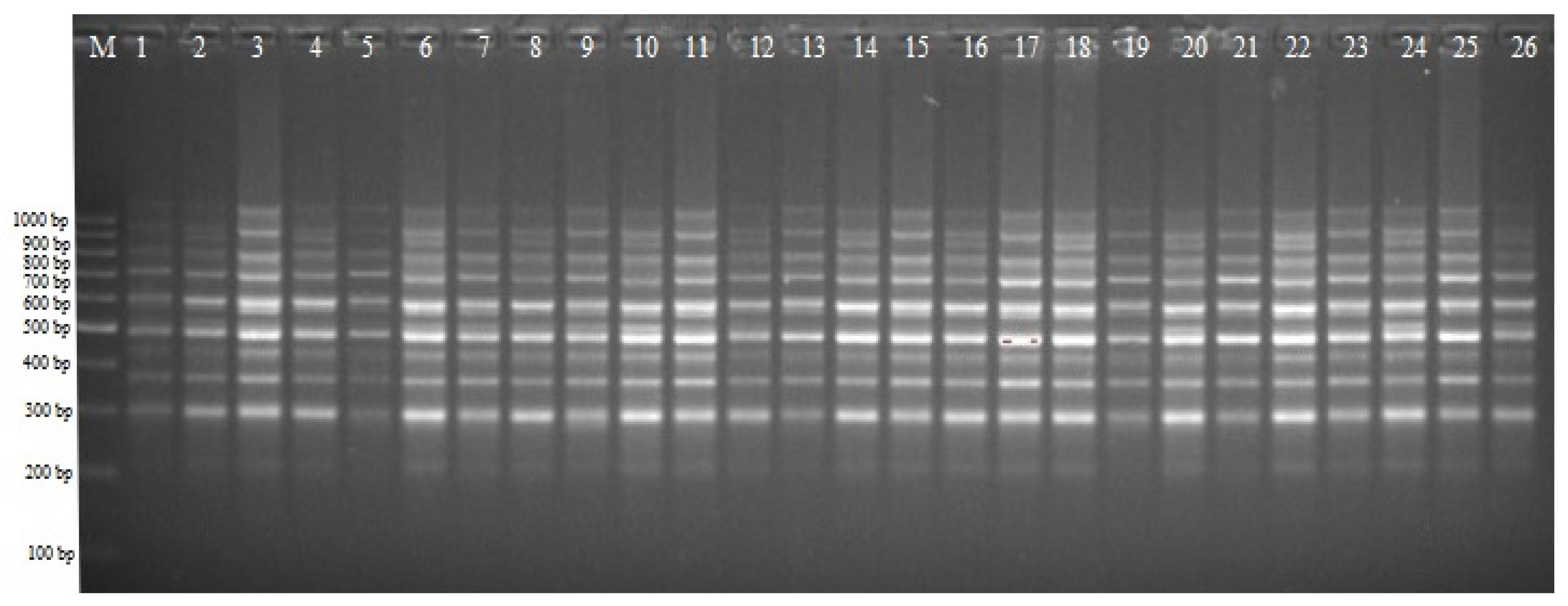 Agronomy 13 01767 g003