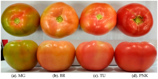 Category:Tomatoes - Wikimedia Commons