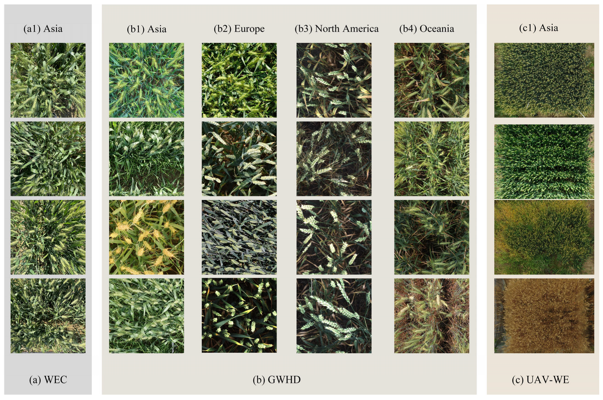 Agronomy 13 01792 g001 Agronomy 13 01792 g001