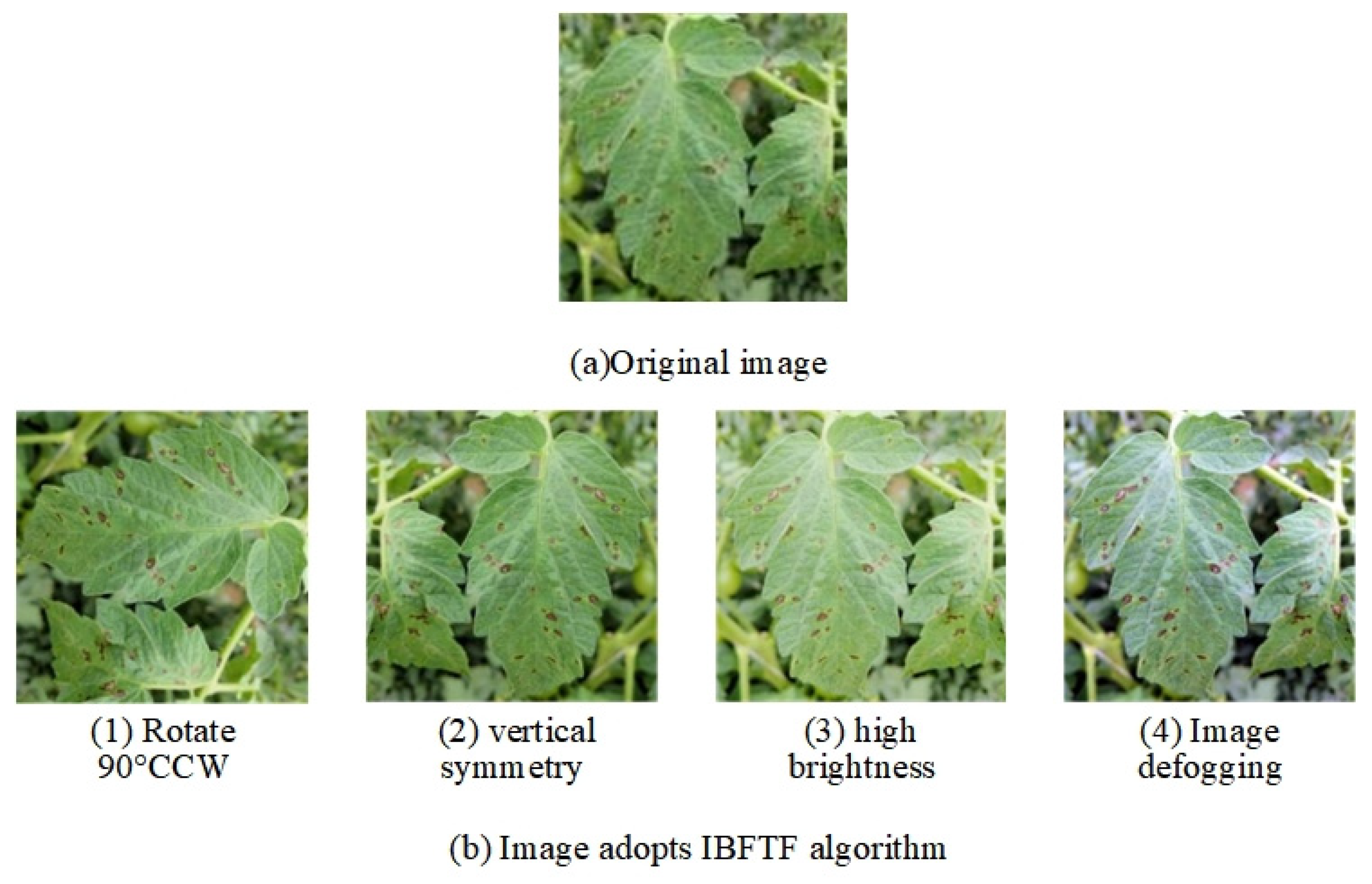 Agronomy 13 01812 g003