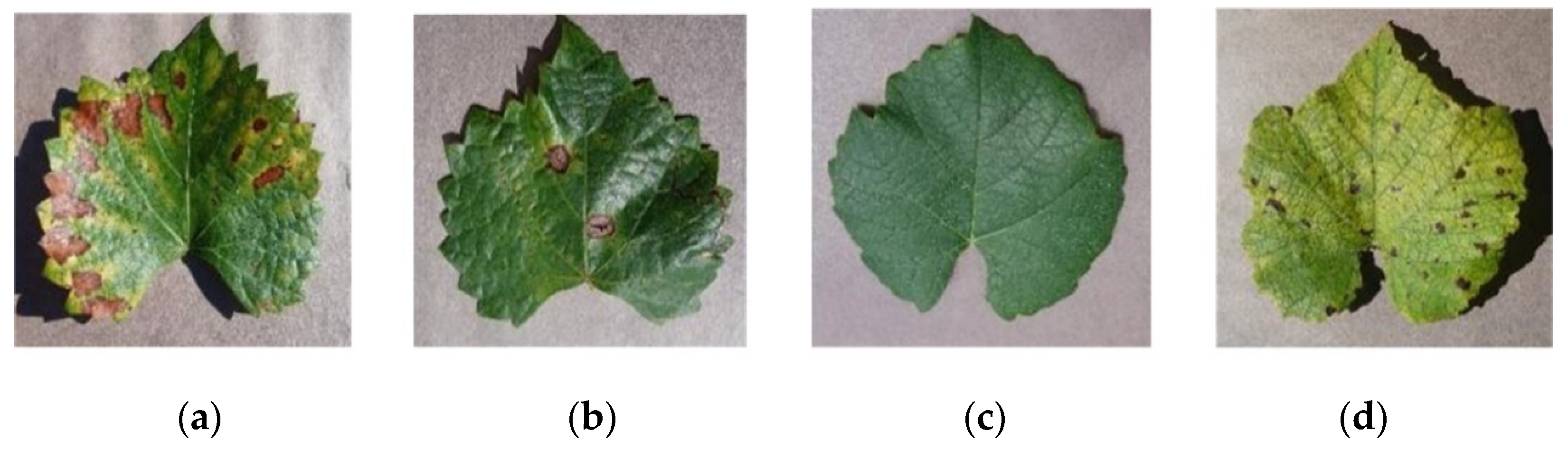Agronomy 13 01812 g011